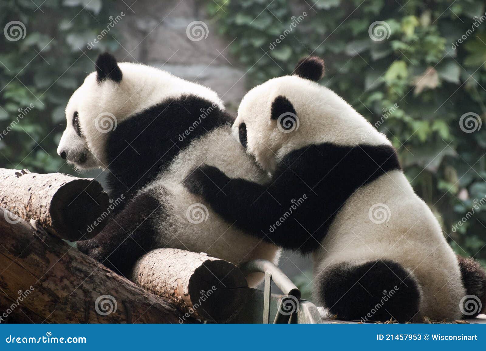 Cute Giant Panda Bear Cub Play Beijing Zoo China Stock Image Image