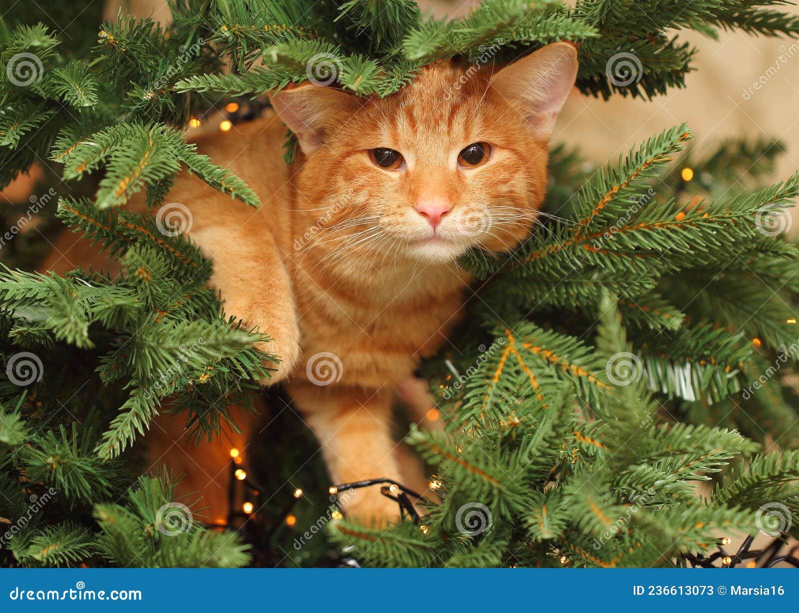 Cute Ginger Cat Climbing the Christmas Tree Stock Image Image of