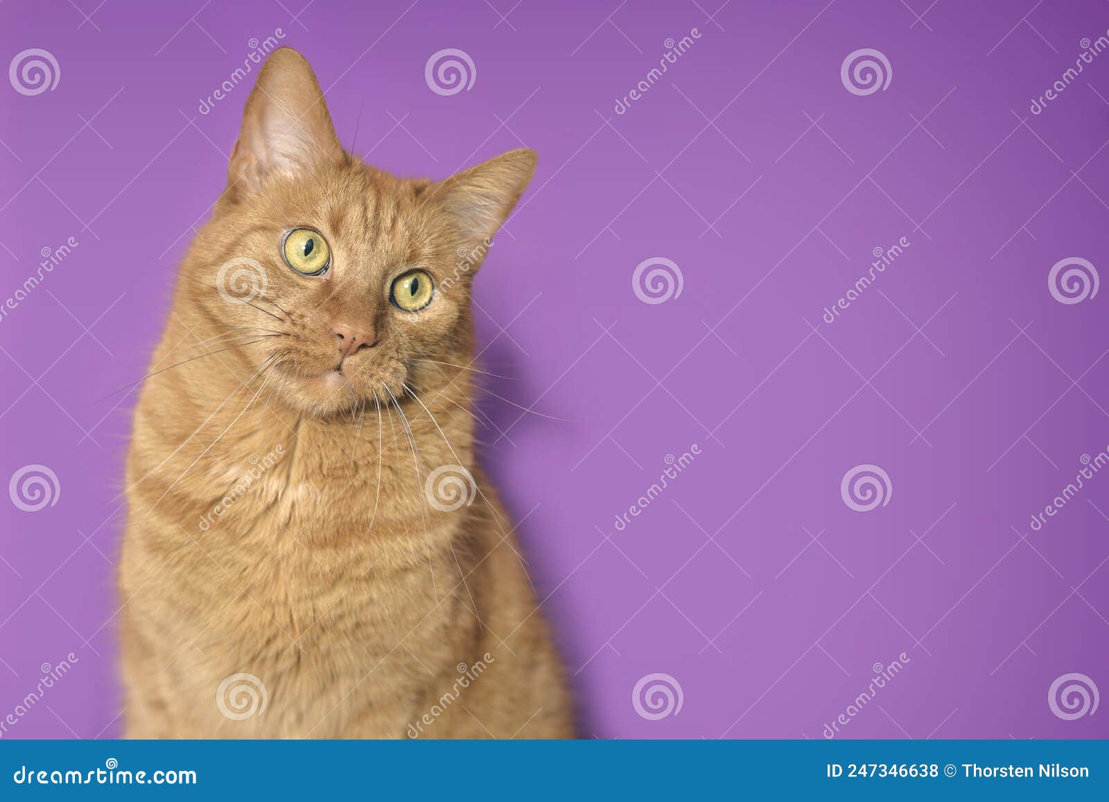 Cute Ginger Cat Looking Curious Away. Stock Photo Image of facial