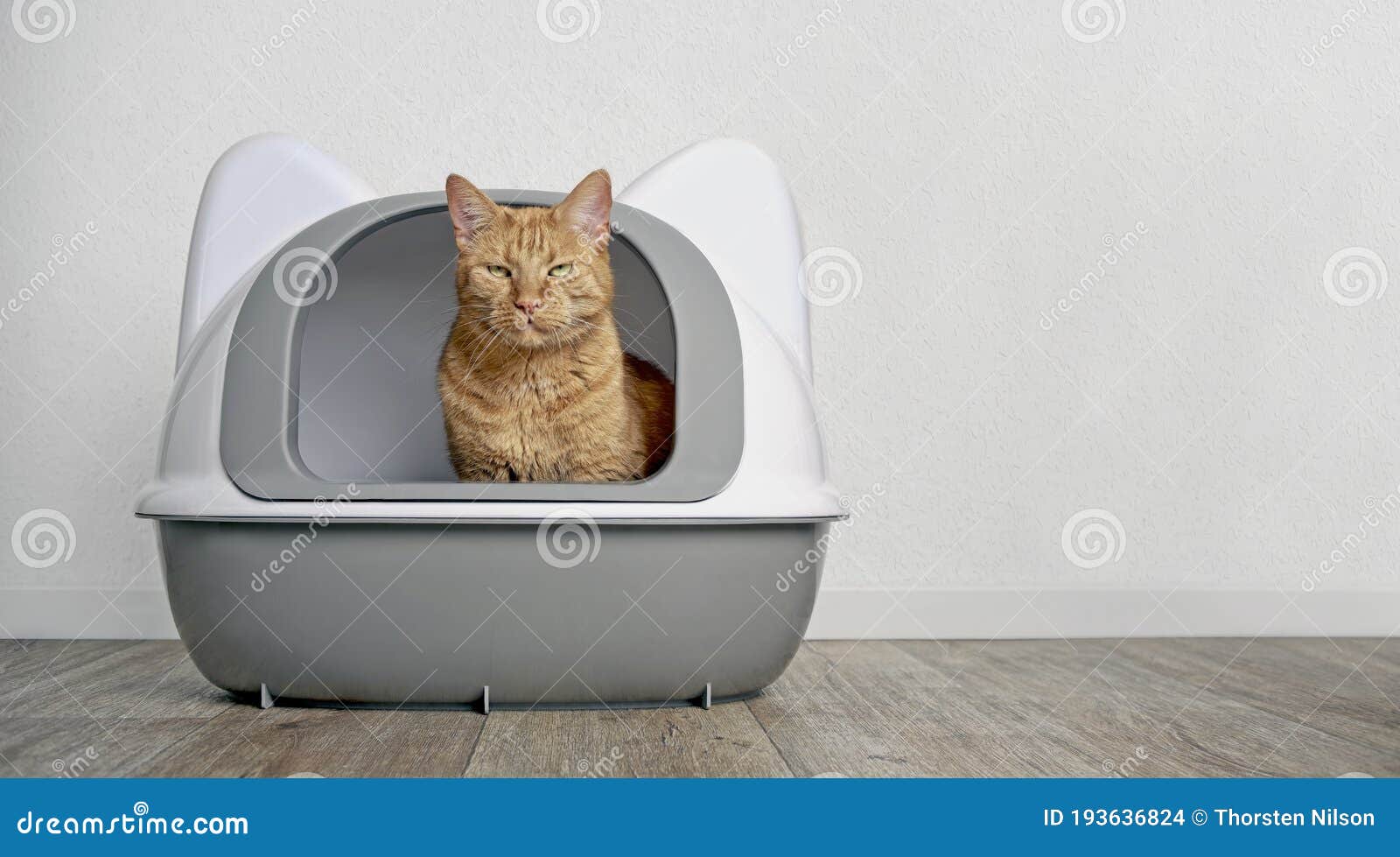 Cute Ginger Cat Sitting In A Litter Box And Look To The Camera. Stock