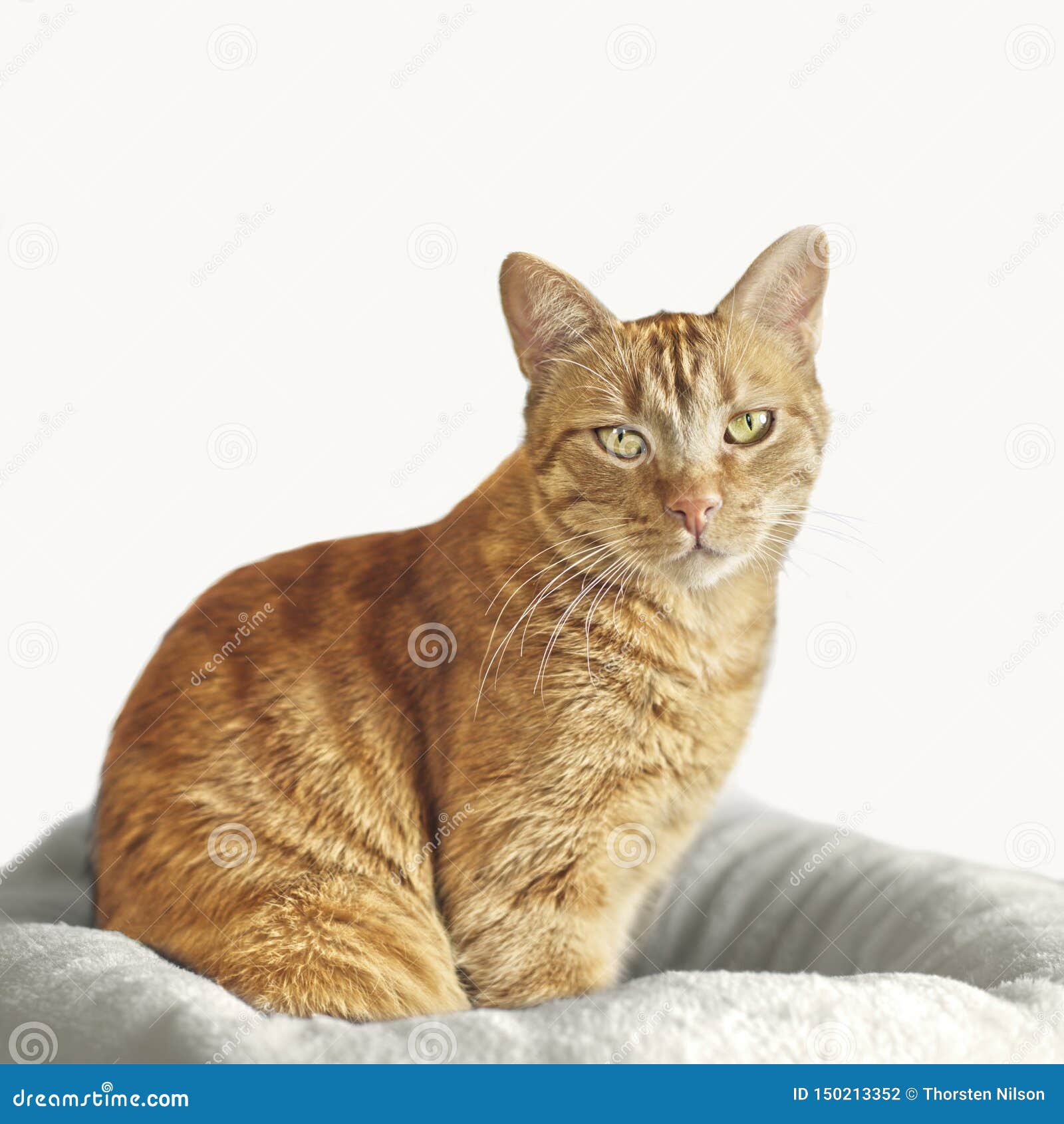 Cute Ginger Cat Sitting on a Pillow and Looking Directly in Camera
