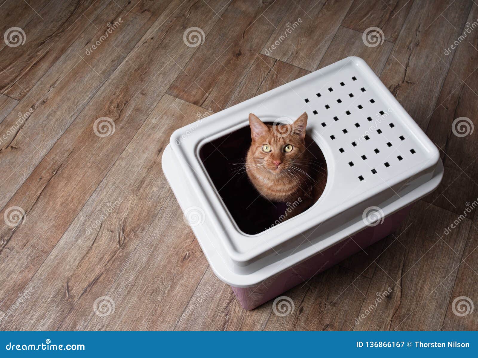 Cute Ginger Cat Sitting In A Topentry Litter Box And Looking Curious