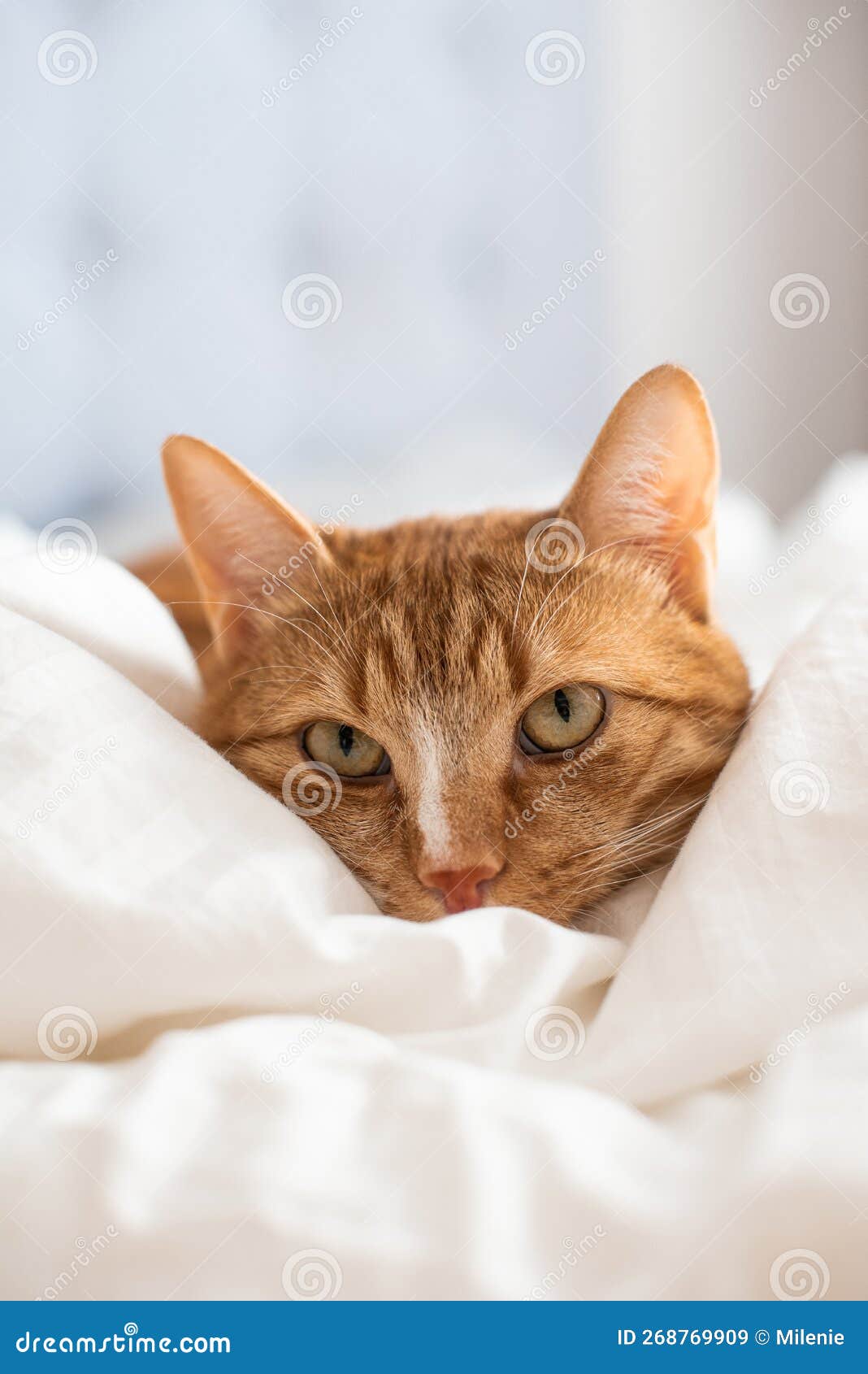 Cute Ginger Cat Sleeping in Bed, Relax Time Stock Image Image of