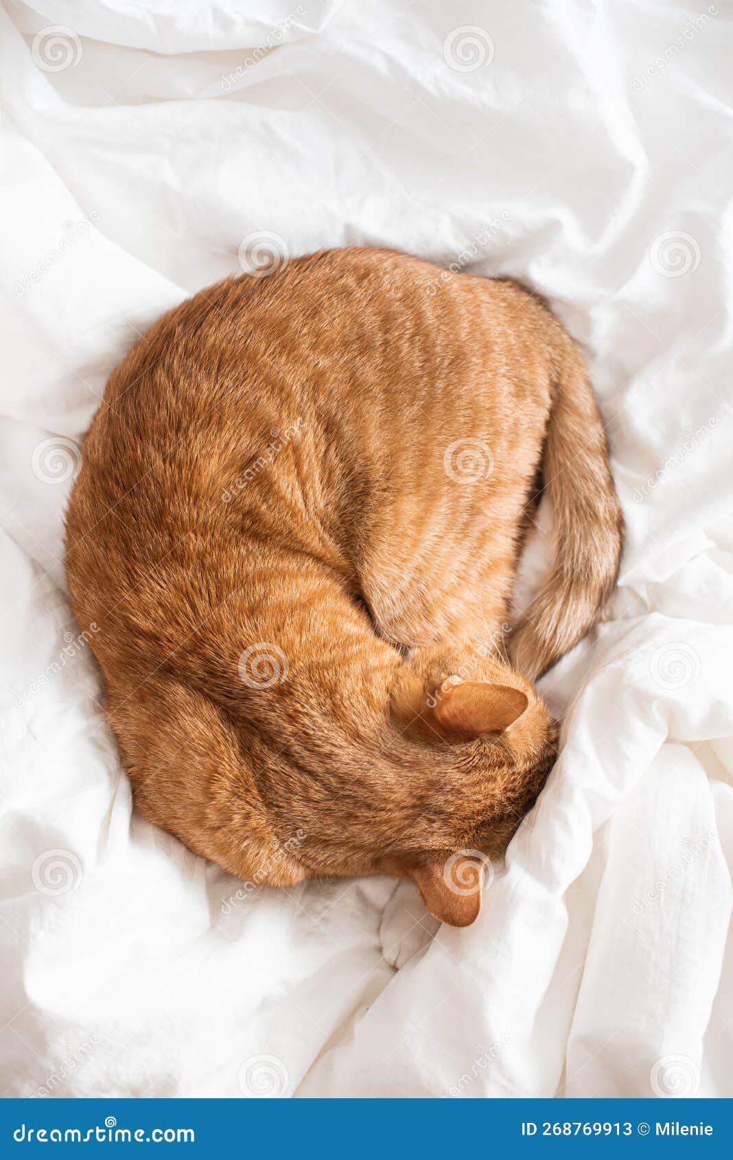 Cute Ginger Cat Sleeping in Bed, Relax Time Stock Image Image of