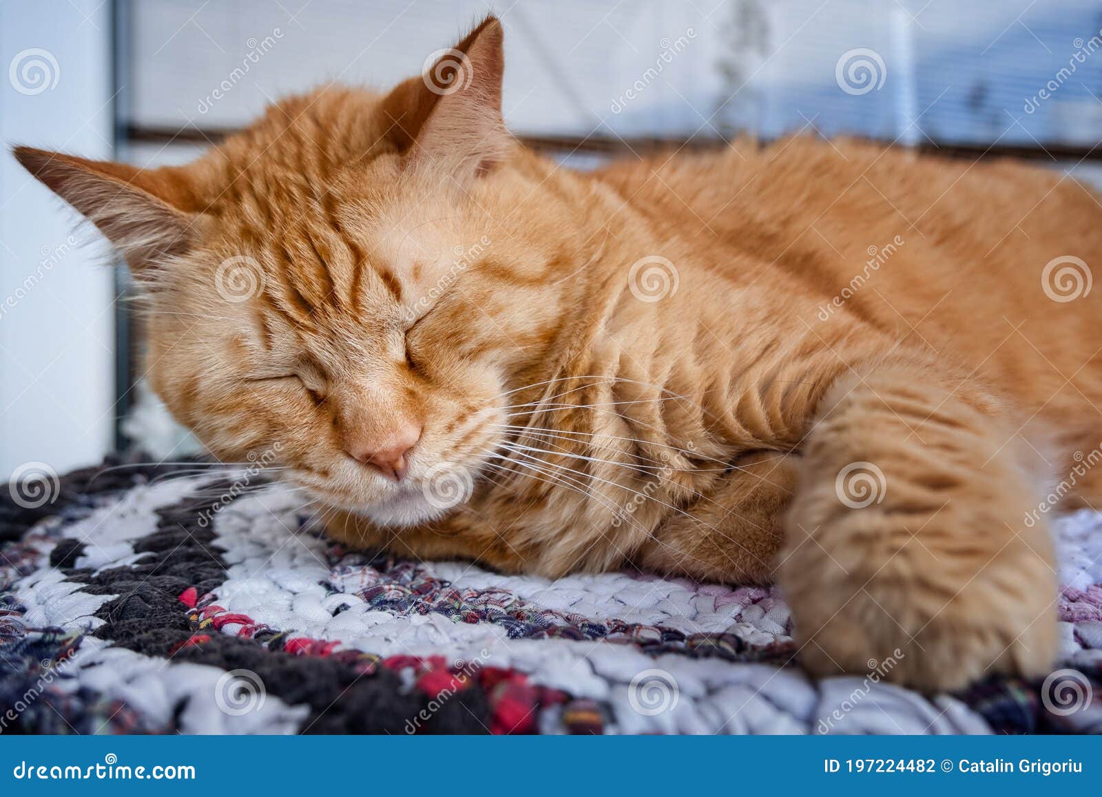 Cute Ginger Cat Sleeping on a Colored Rag Stock Photo Image of ginger