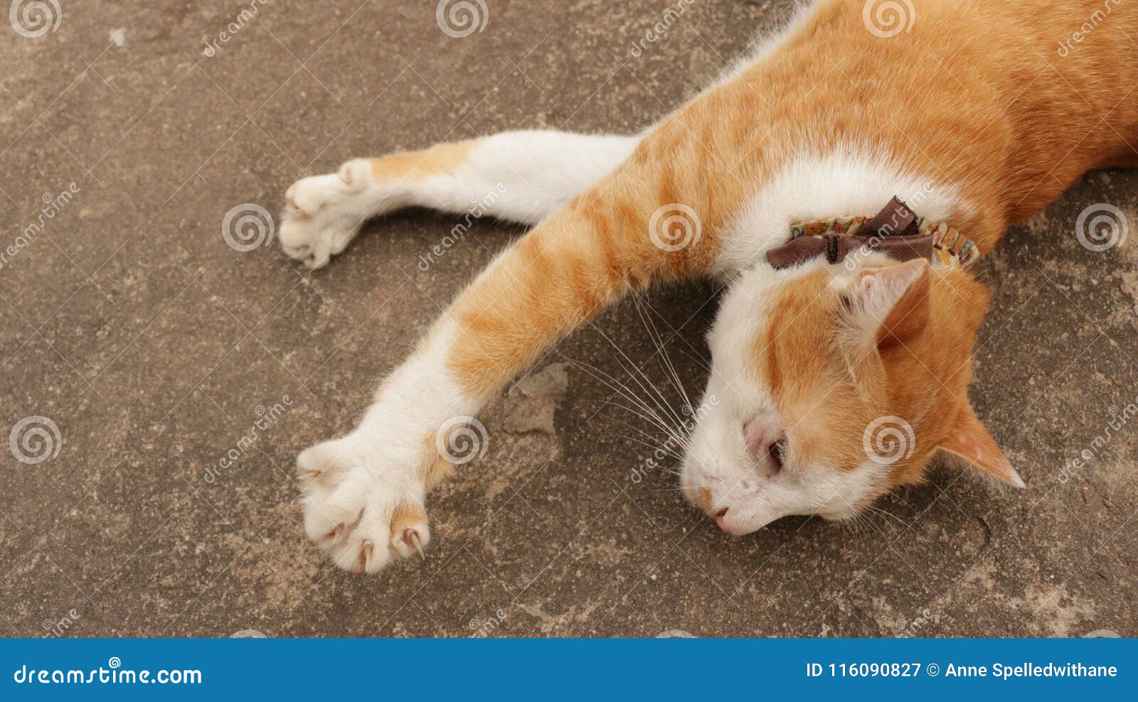 Cute Ginger Cat Sleeping with Paws in the Air Stock Image Image of