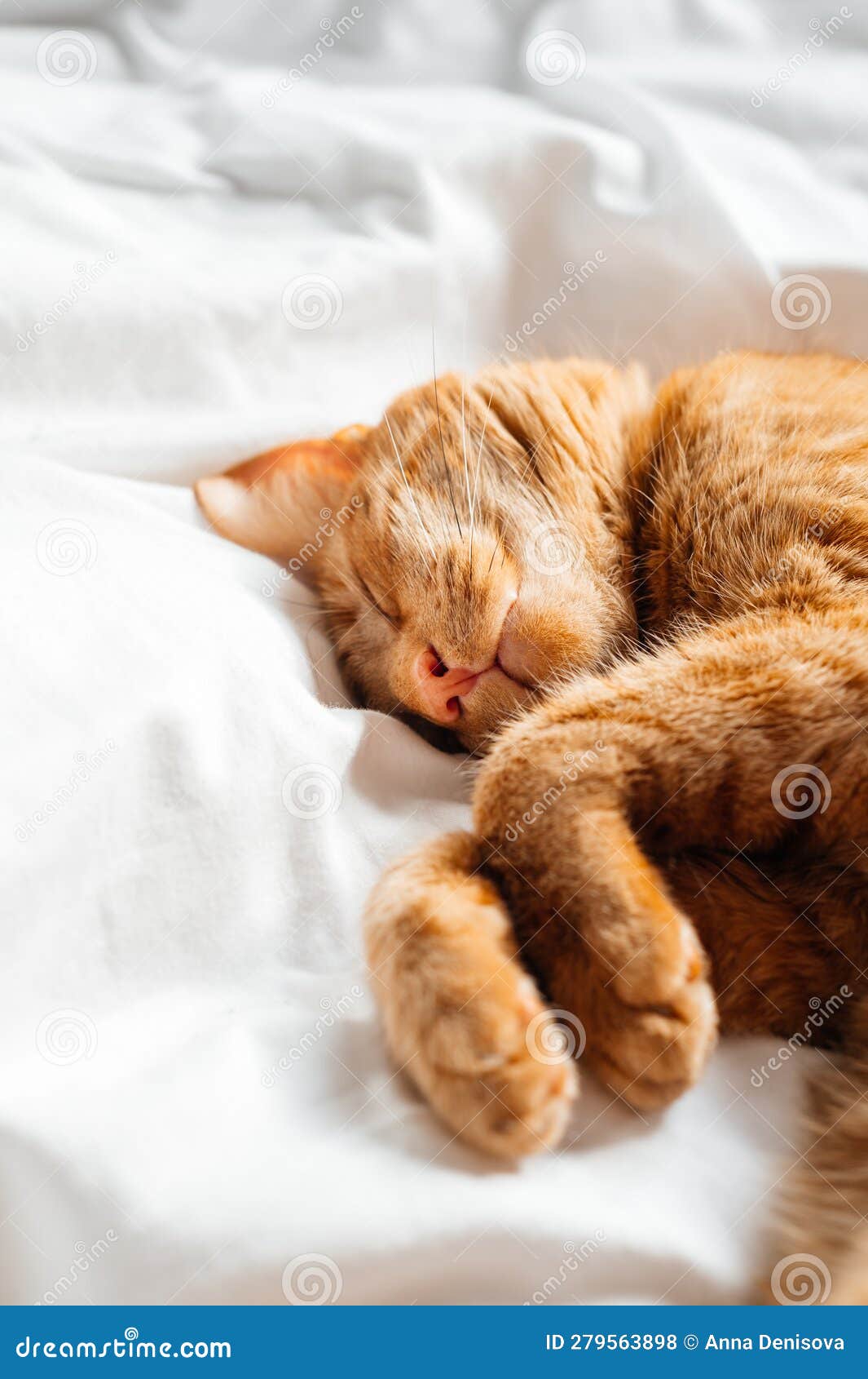 Cute Ginger Cat Sleeps on the Bed Stock Photo Image of lovable