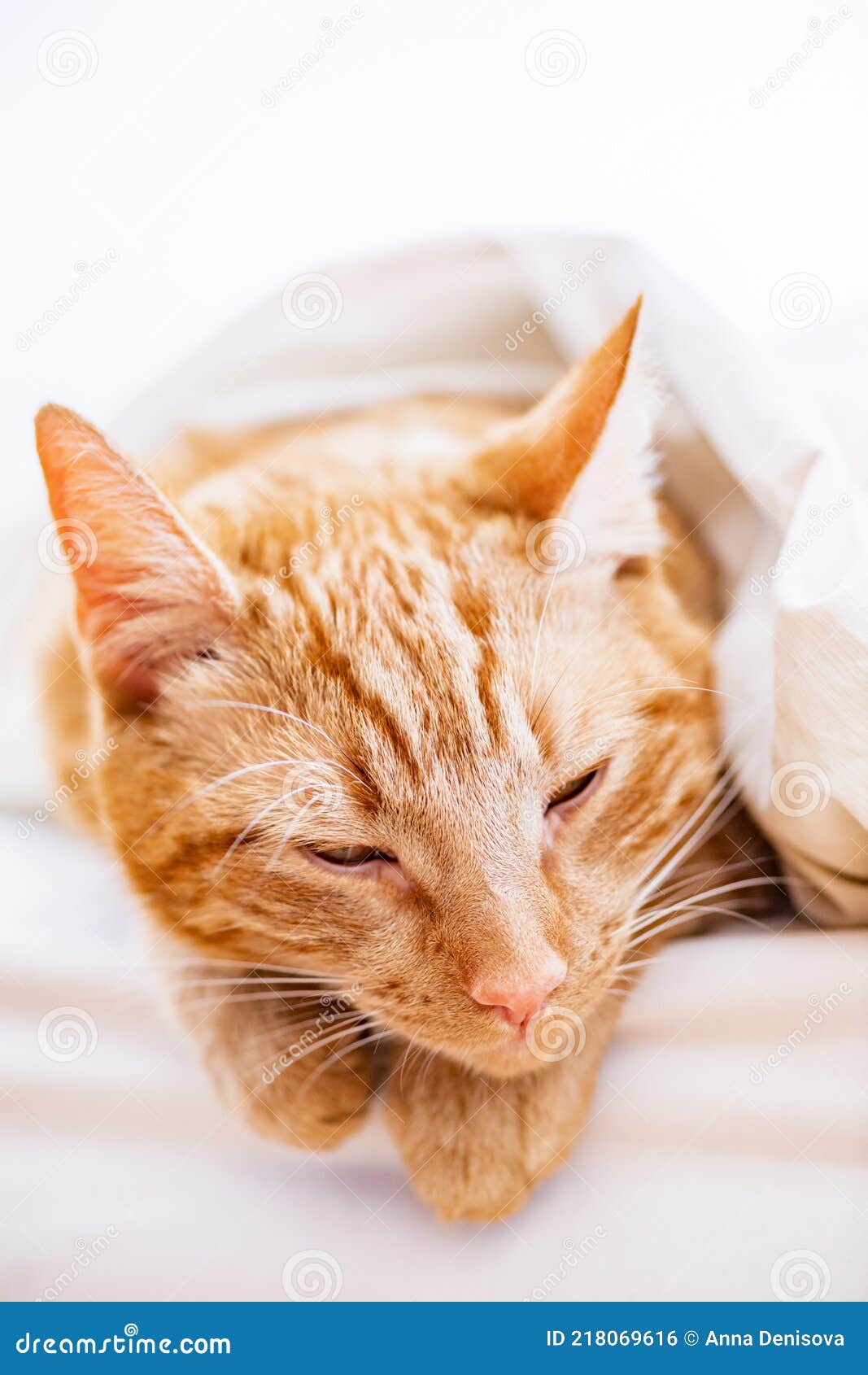 Cute Ginger Cat Sleeps on the Bed Stock Photo Image of relax, comfortable 218069616