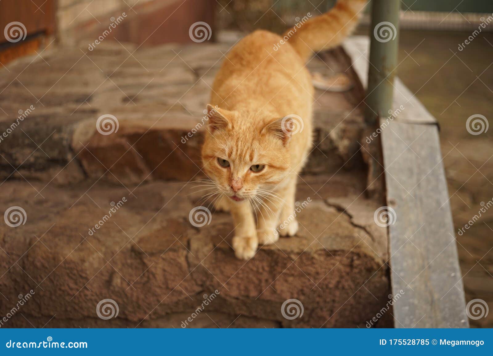 Cute Ginger Cat Stands on the Doorstep of the House Stock Image Image of cats, furry 175528785