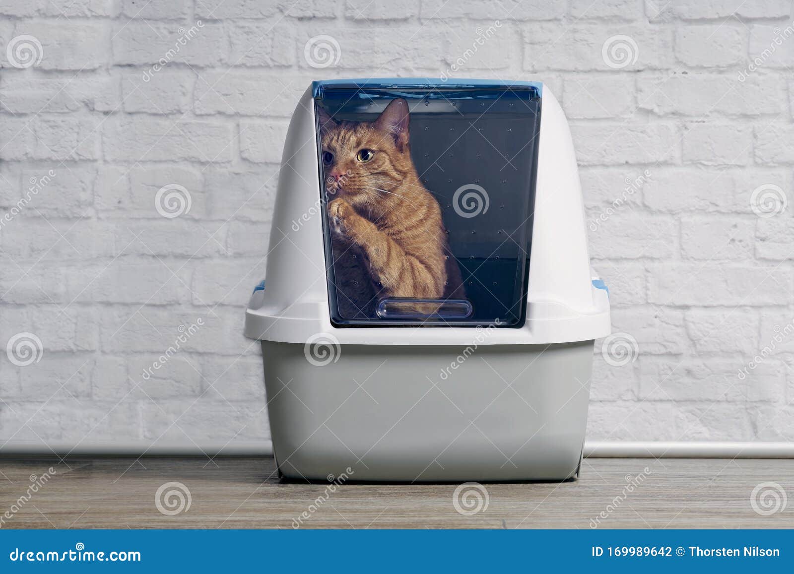 cute ginger cat step outside a closed litter box.