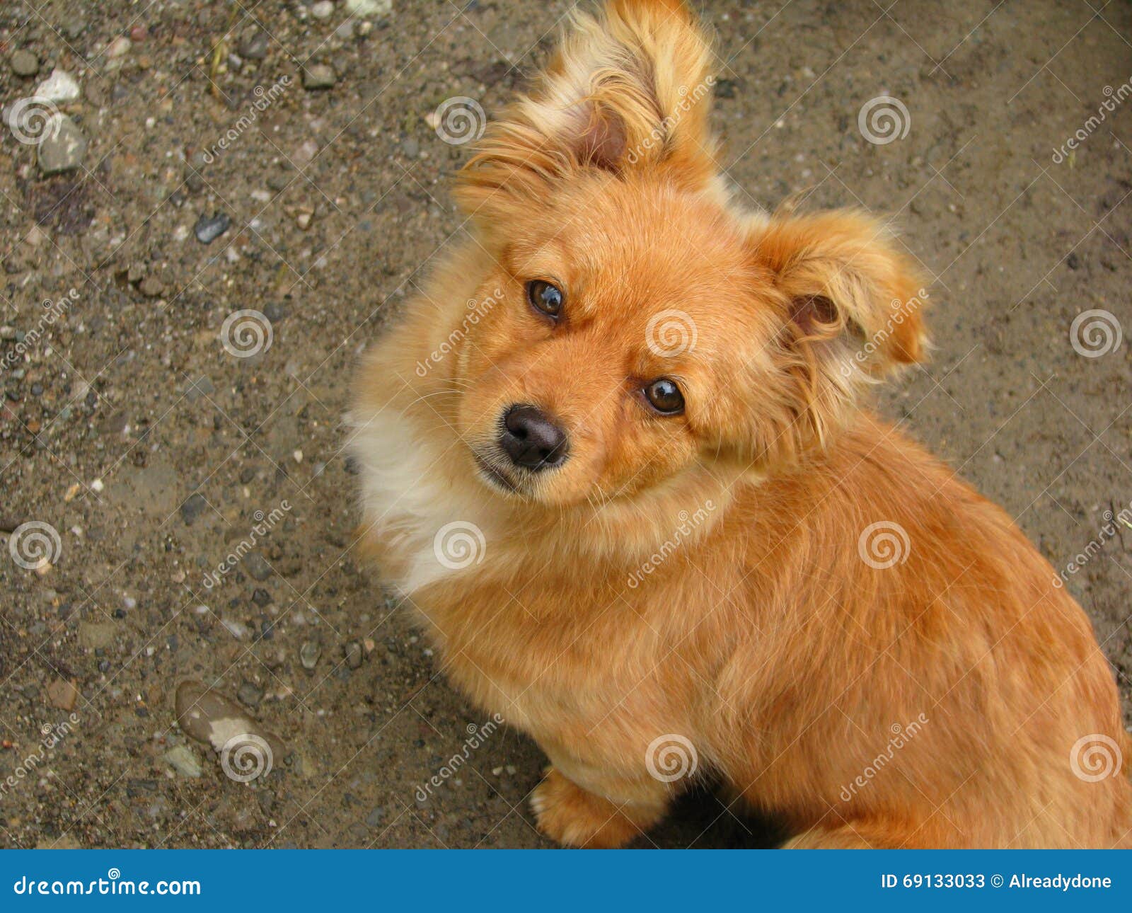 Cute ginger dog looking up stock image. Image of grey 69133033