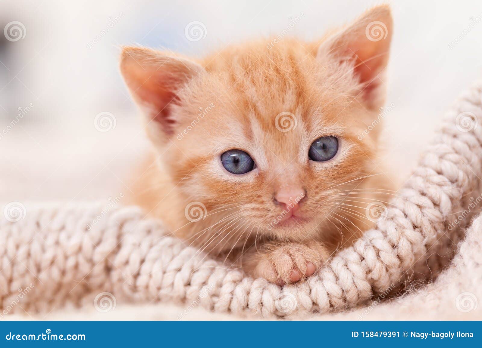 Cute Ginger Kitten Looking in the Camera - Close Up Stock Image ...