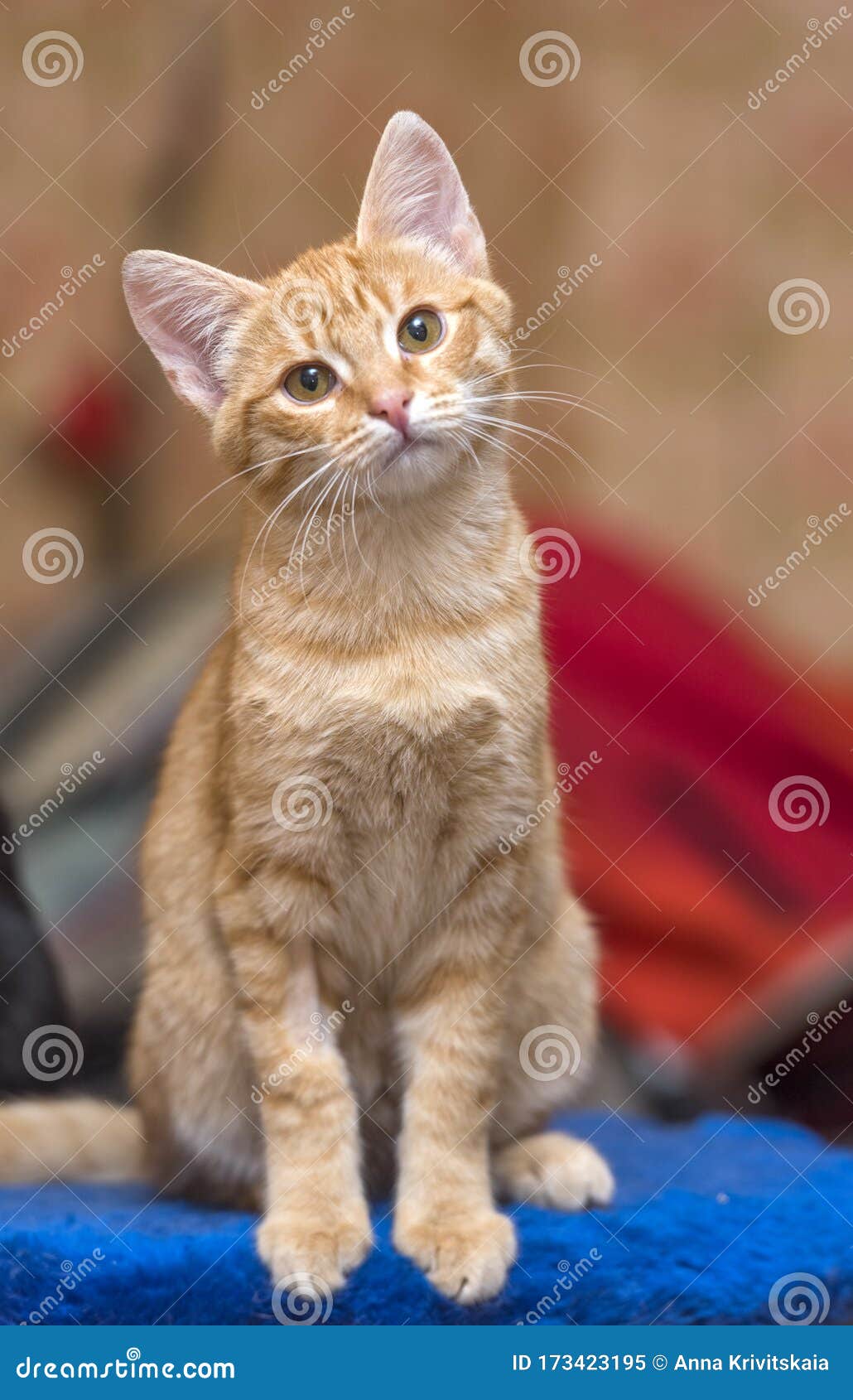 Cute Ginger Kitten Portrait Stock Image Image of breed, fluffy 173423195