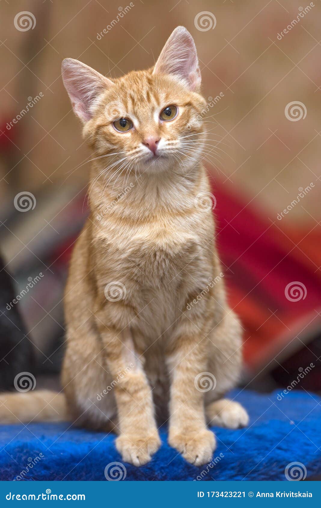 Cute Ginger Kitten Portrait Stock Image Image of orange, ginger