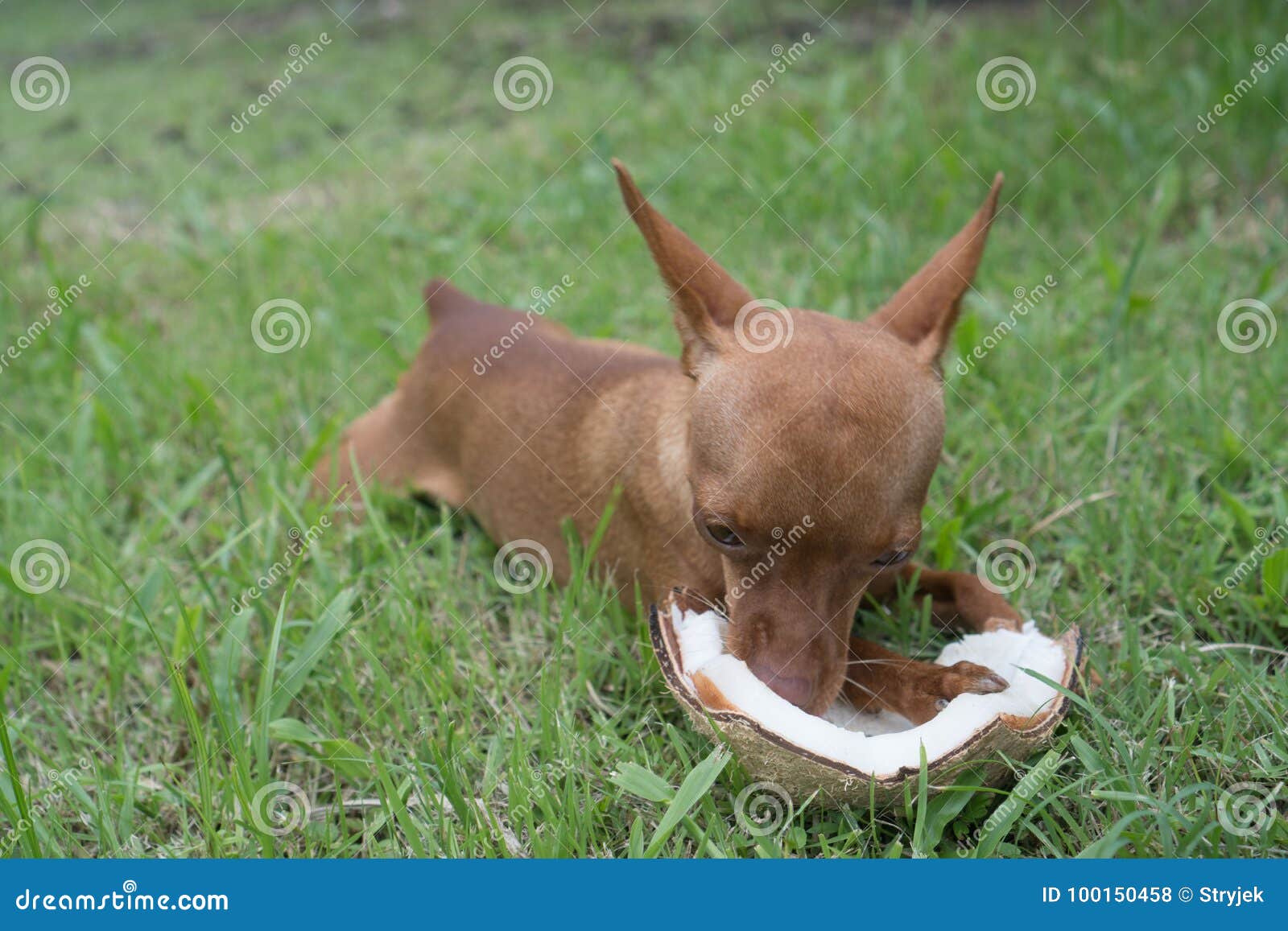 Cute Ginger Little Dog with Coconut Stock Photo Image of mammal