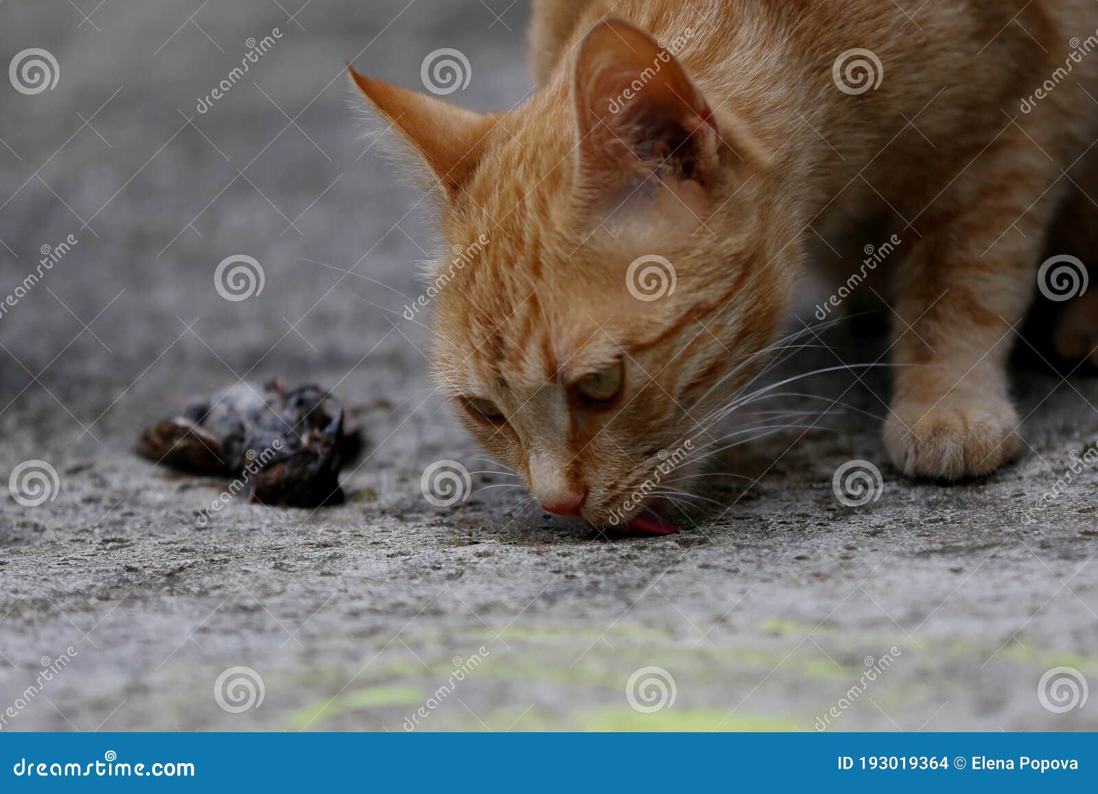 248 Cat Sparrow Photos Free Royalty Free Stock Photos From Dreamstime