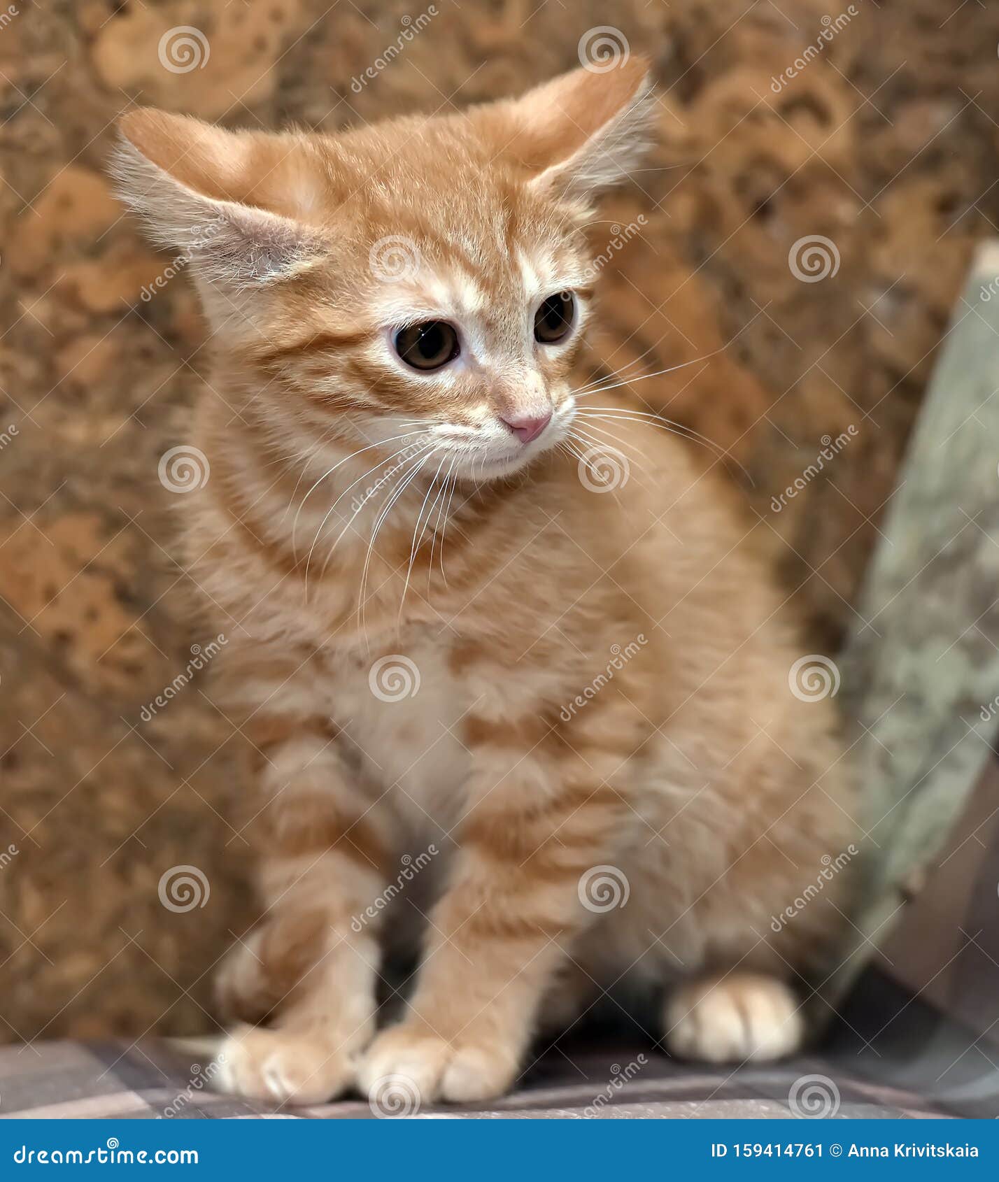 Cute ginger tabby kitten stock image. Image of maine 159414761