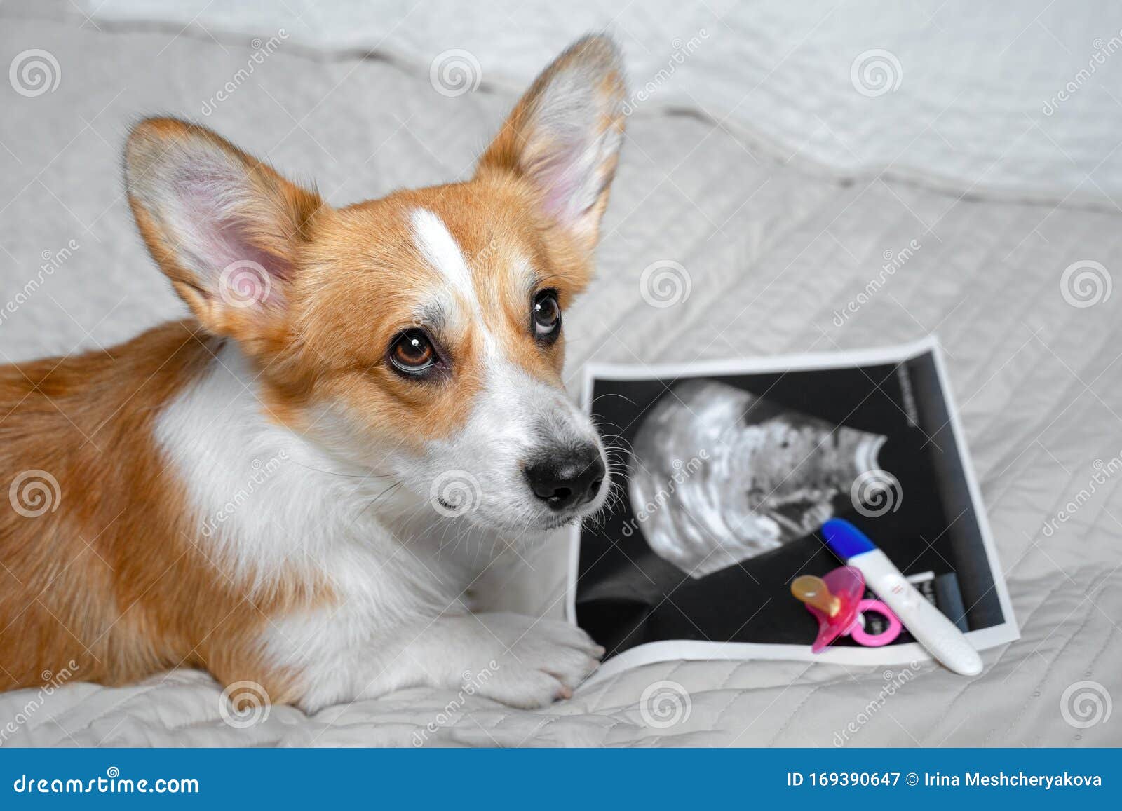 baby welsh corgi