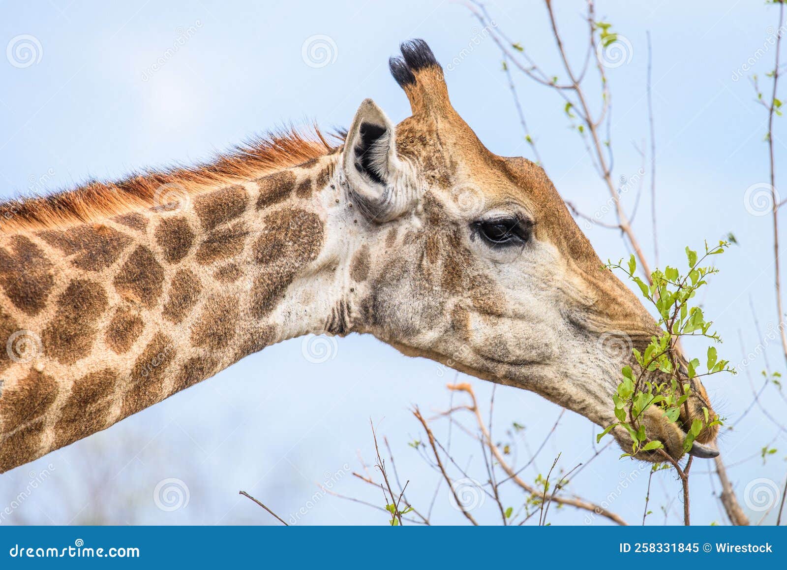 Cute Giraffe Eating the Leaves of a Tree Stock Image - Image of nature