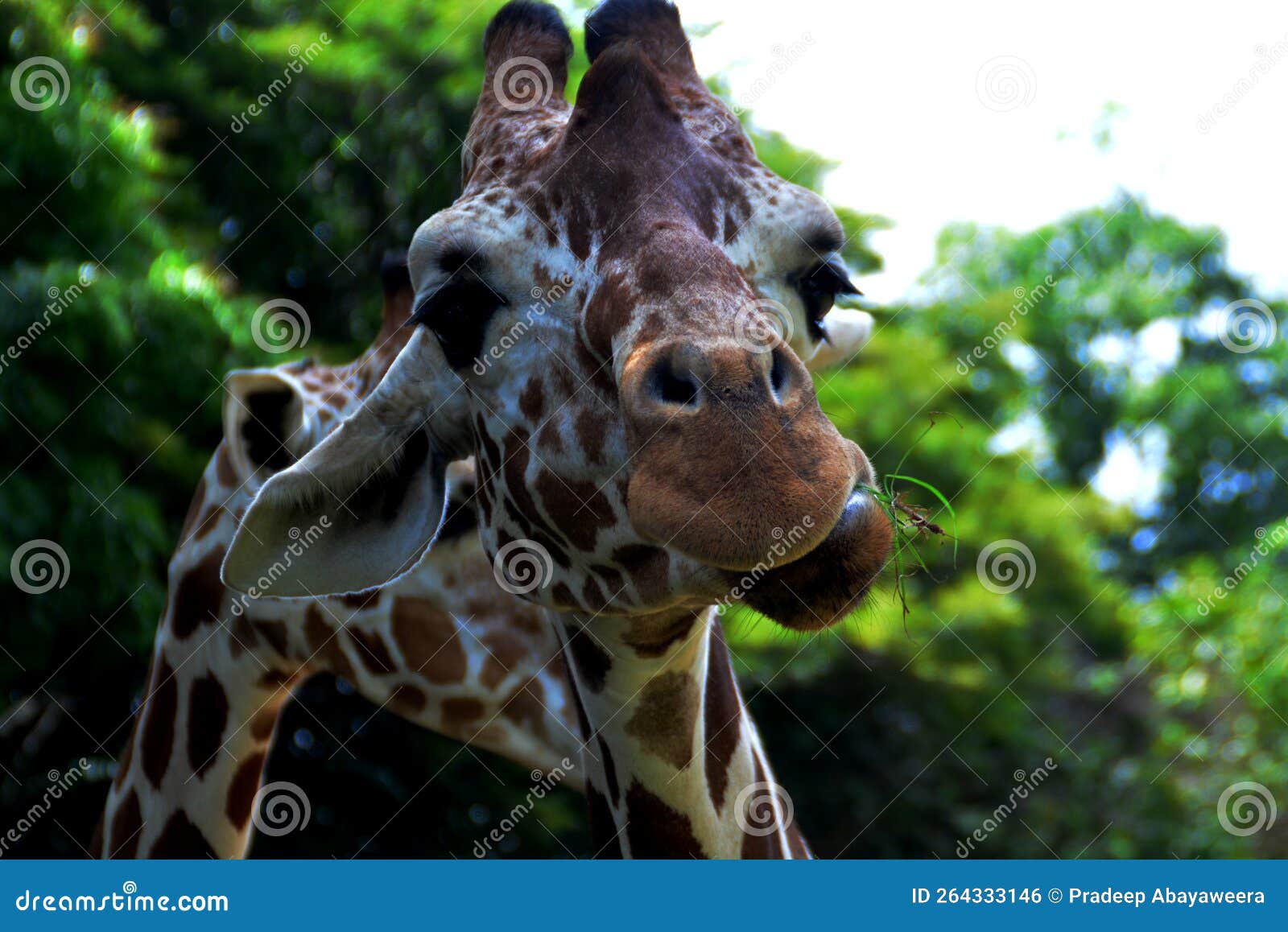 Cute giraffe face stock photo. Image of africa, mammal - 264333146