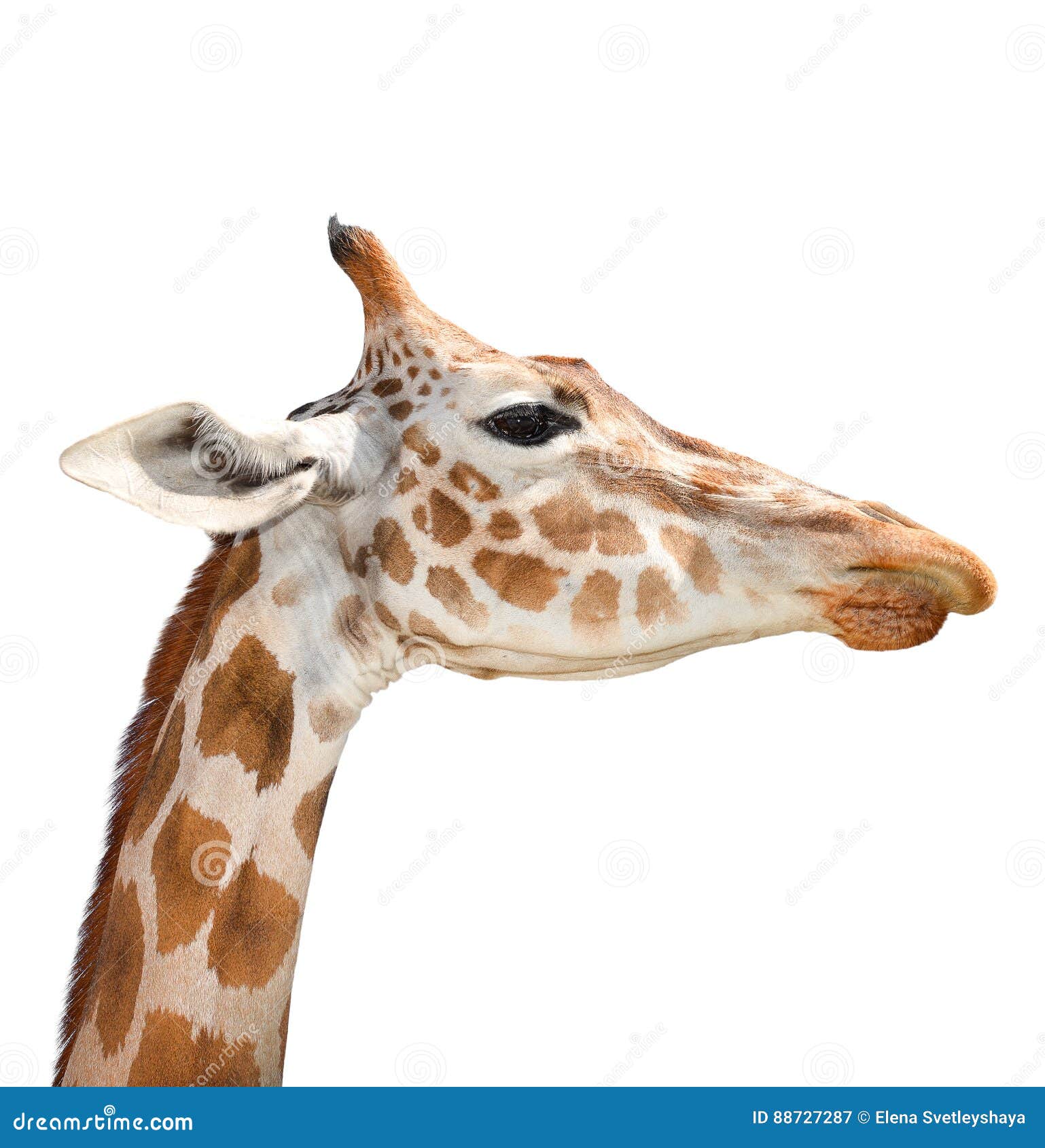 Cute Giraffe Isolated on White Background. Funny Giraffe Head Isolated. the Giraffe is Tallest and Largest Living Animal in Zoo Stock Image - Image of eyes, nose: 88727287 Cute Giraffe Isolated on White Background. Funny Giraffe Head Isolated. the Giraffe is Tallest and Largest Living Animal in Zoo Stock Image - Image of eyes, nose: 88727287