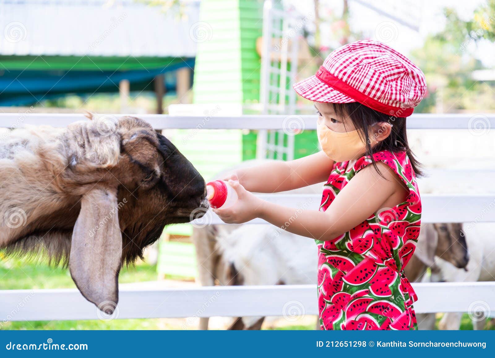 Cute Girl Wearing Face Mask is Feeding Milk the Animals. Kid Wearing Hat To  Protect the Sun from the Heat Stock Photo - Image of animal, milk: 212651298