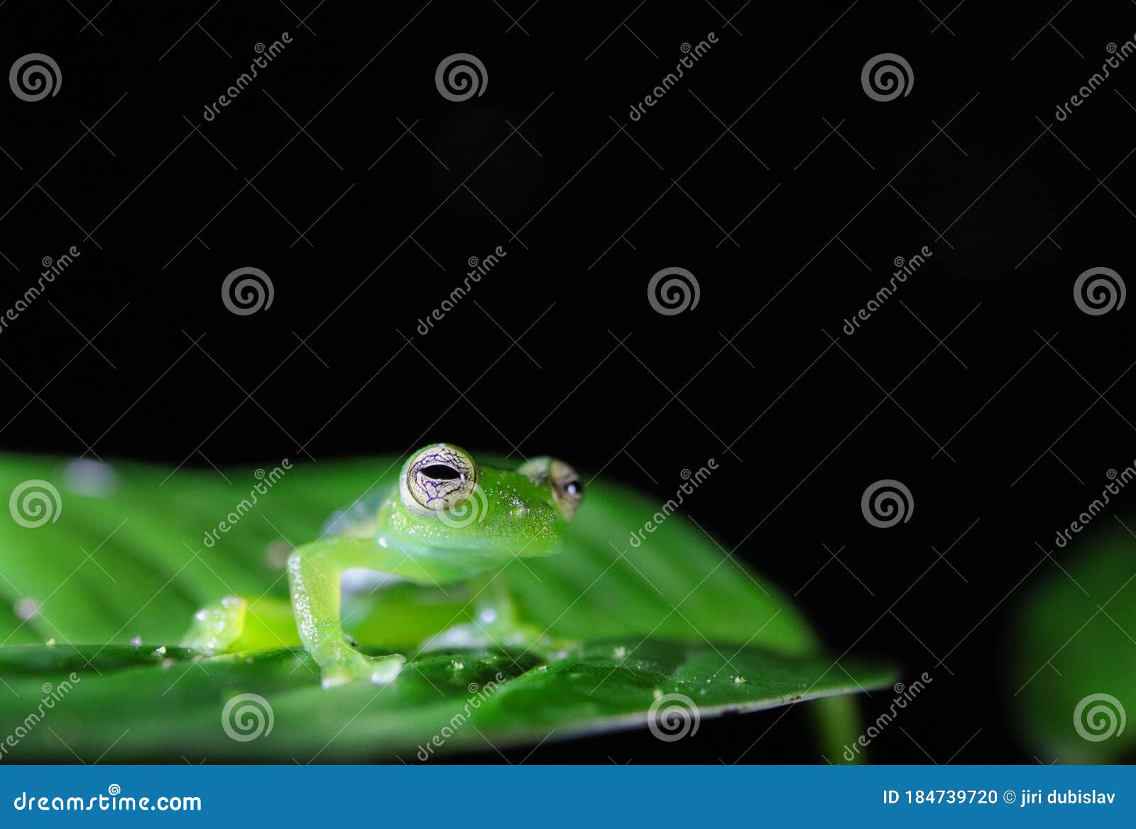 Cute Glass Frog from Costa Rica Stock Photo Image of plant, green