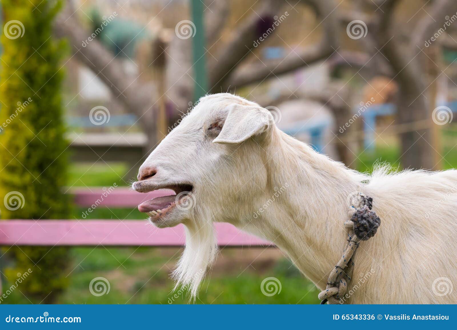 Cute Goat Bleating. a Close Up Look Stock Photo - Image of goats, animal:  65343336