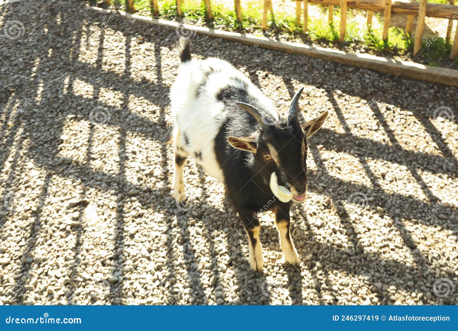 Cute Goat Eat Cabbage in Sunny Day in Park Stock Image Image of park