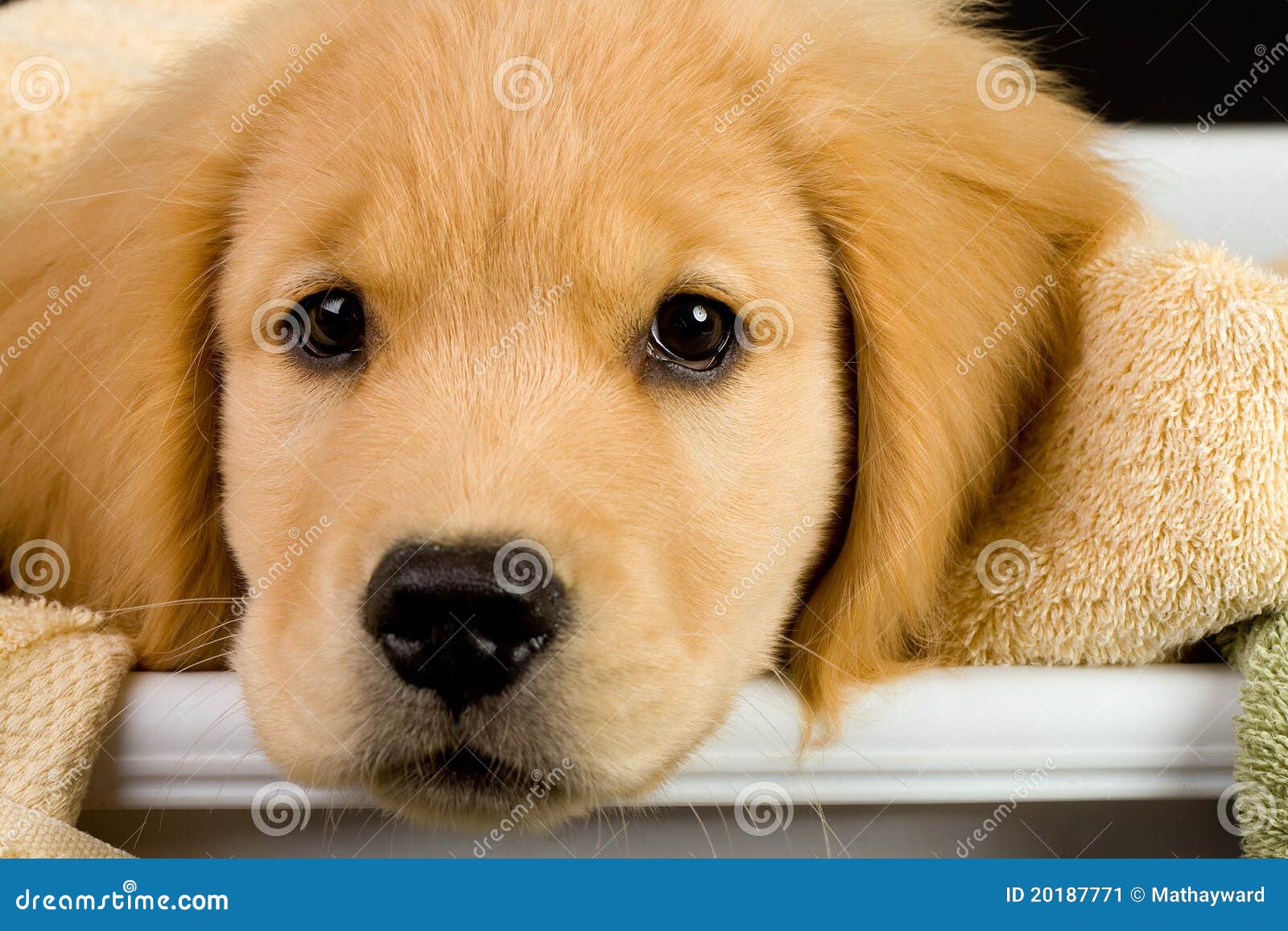 golden retriever puppy eyes