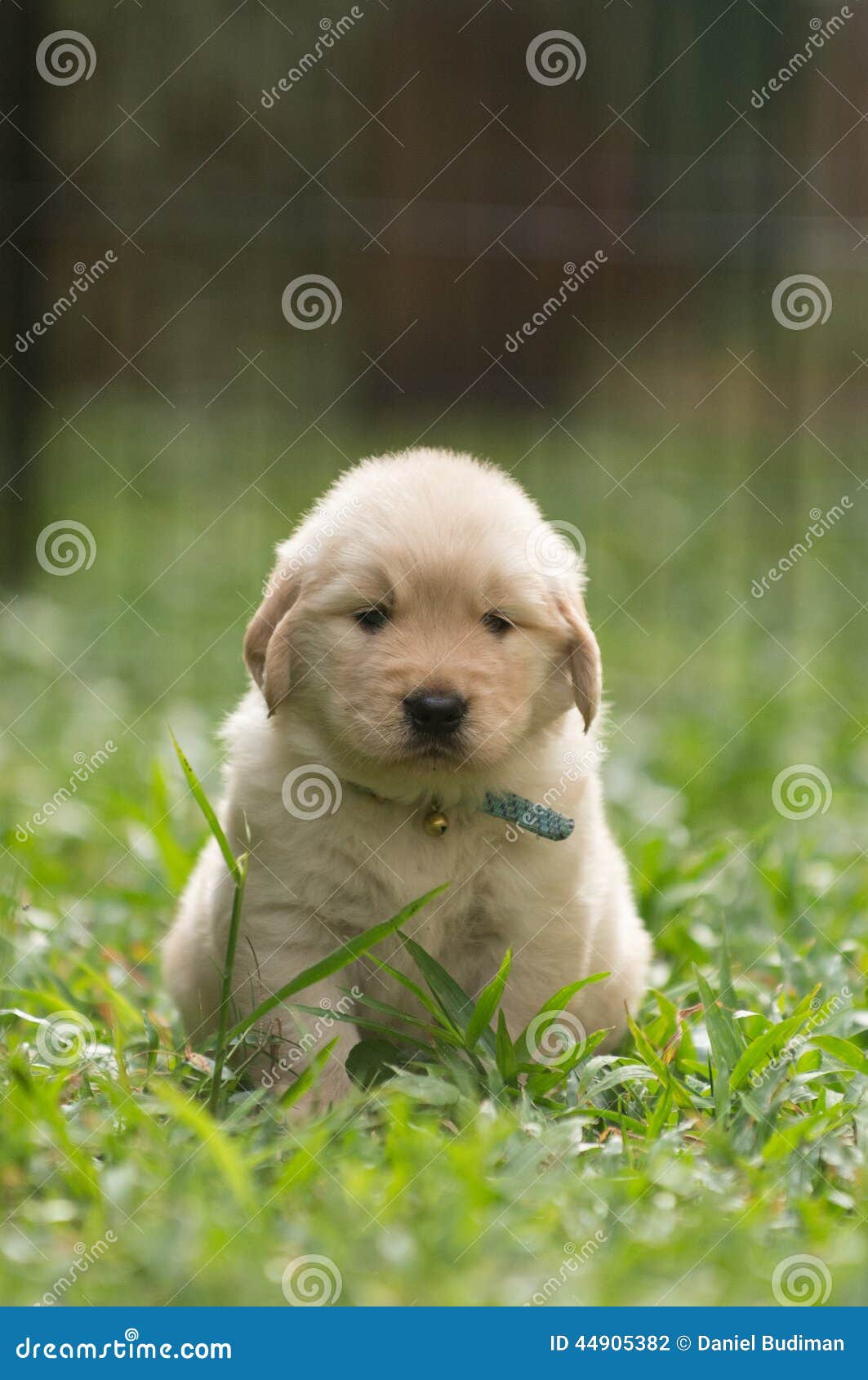 19,428 Golden Retriever Funny Stock Photos - Free & Royalty-Free Stock Photos from Dreamstime 19,428 Golden Retriever Funny Stock Photos - Free & Royalty-Free Stock Photos from Dreamstime