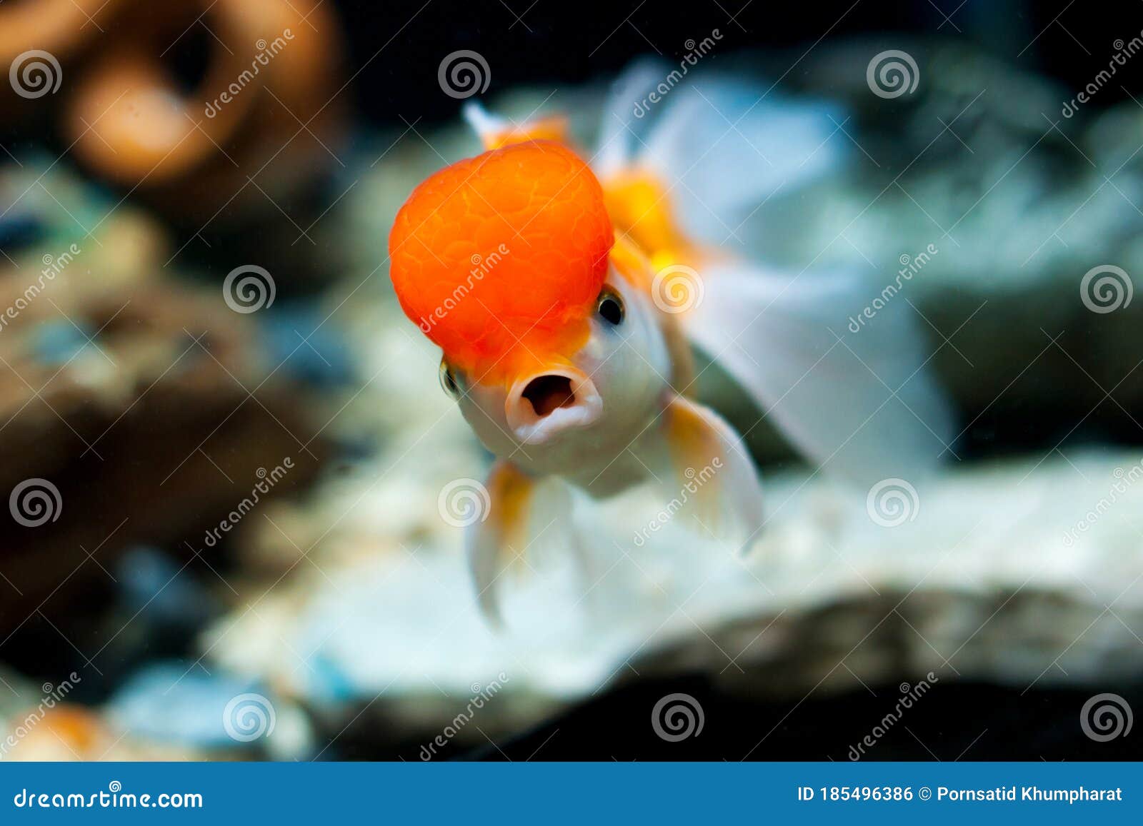 Cute Goldfish in the Aquarium Beautiful Pet Stock Photo - Image of