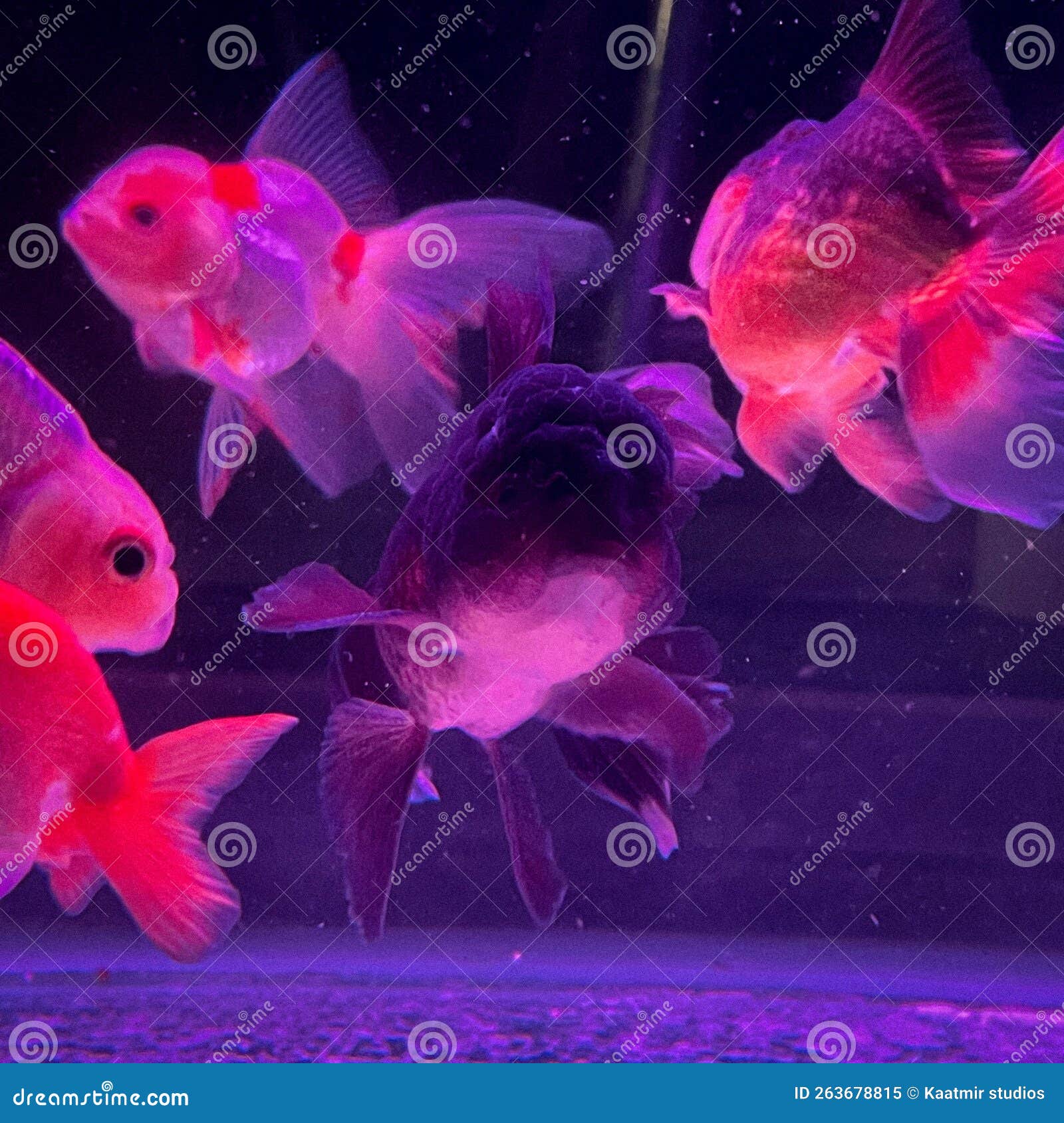Cute Goldfish stock image. Image of tank, cute, goldfish - 263678815