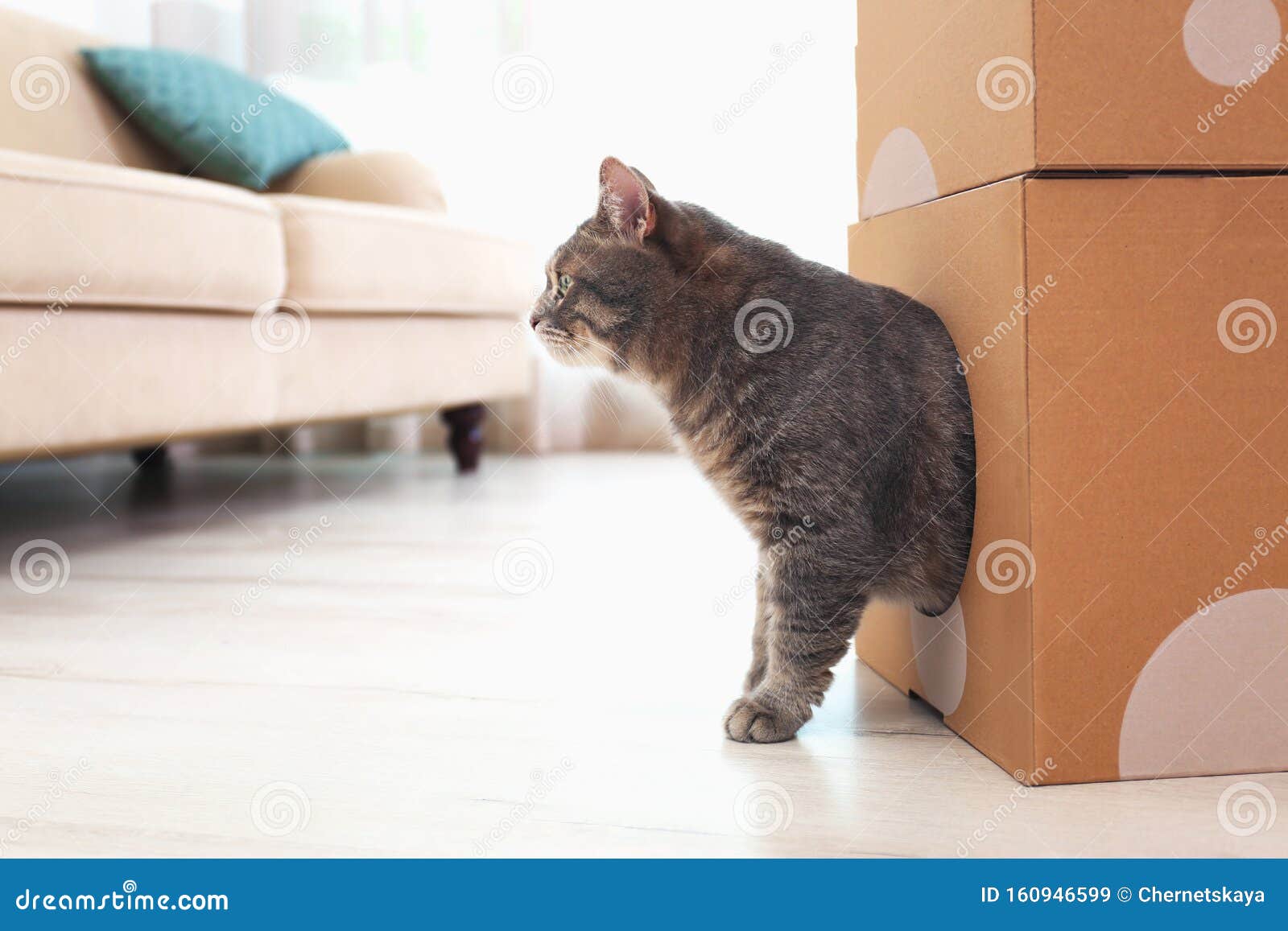 Cute Grau Tabby Katze Mit Karton Im Zimmer Stockbild Bild Von Cute Karton