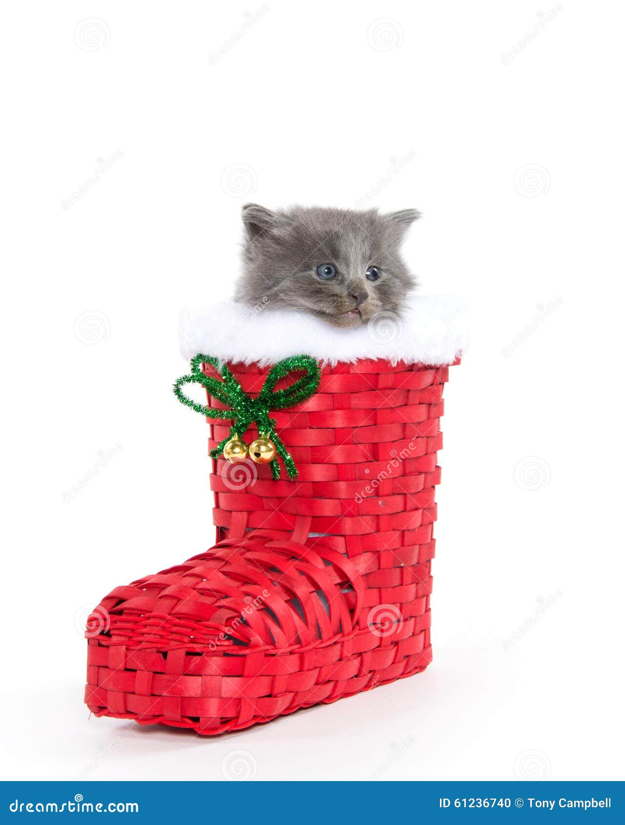Cute gray kitten in boot stock photo. Image of baby, gray 61236740