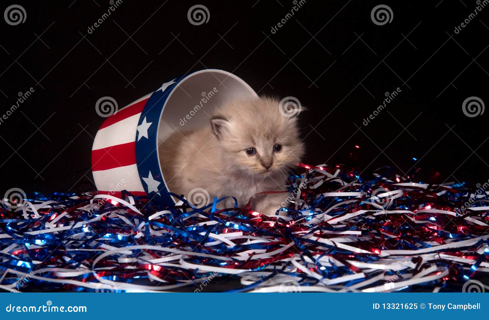 Cute Gray Kitten And Fourth Of July Decorations Stock Image - Image of