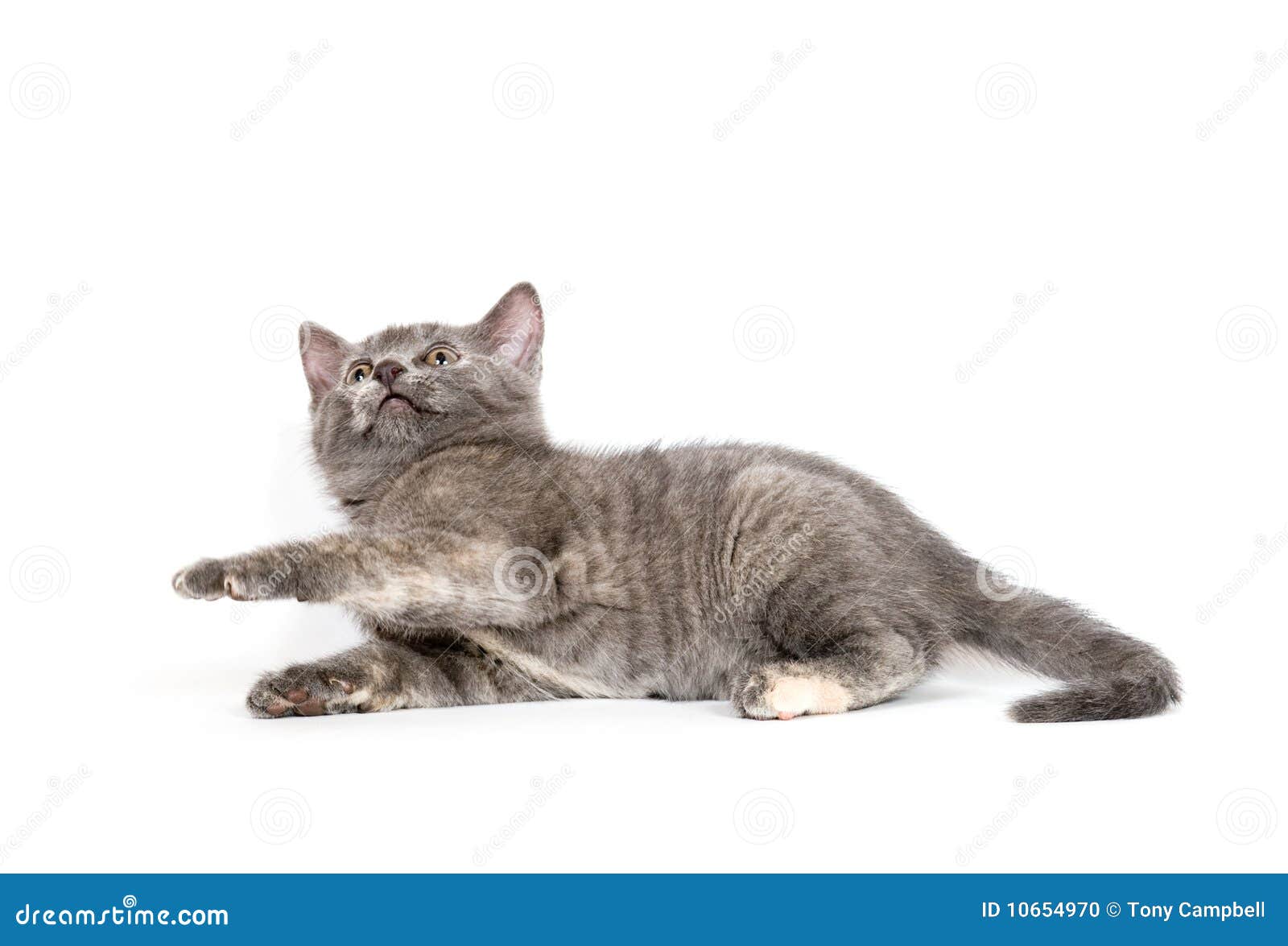  Cute  Gray Kitten  Laying  Down  Stock Photo Image of cute  