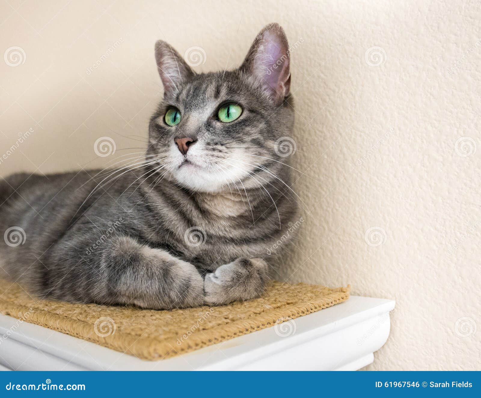 grey tabby cat with green eyes