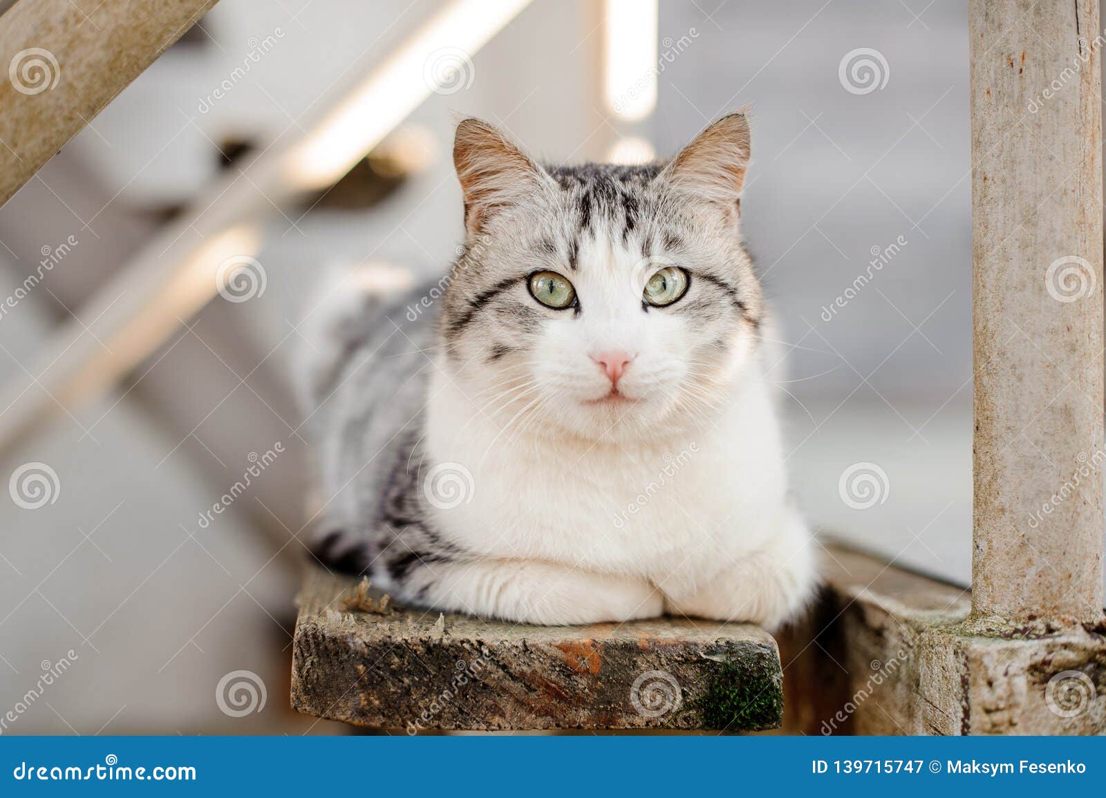 white catlight green eye white catlight green eye