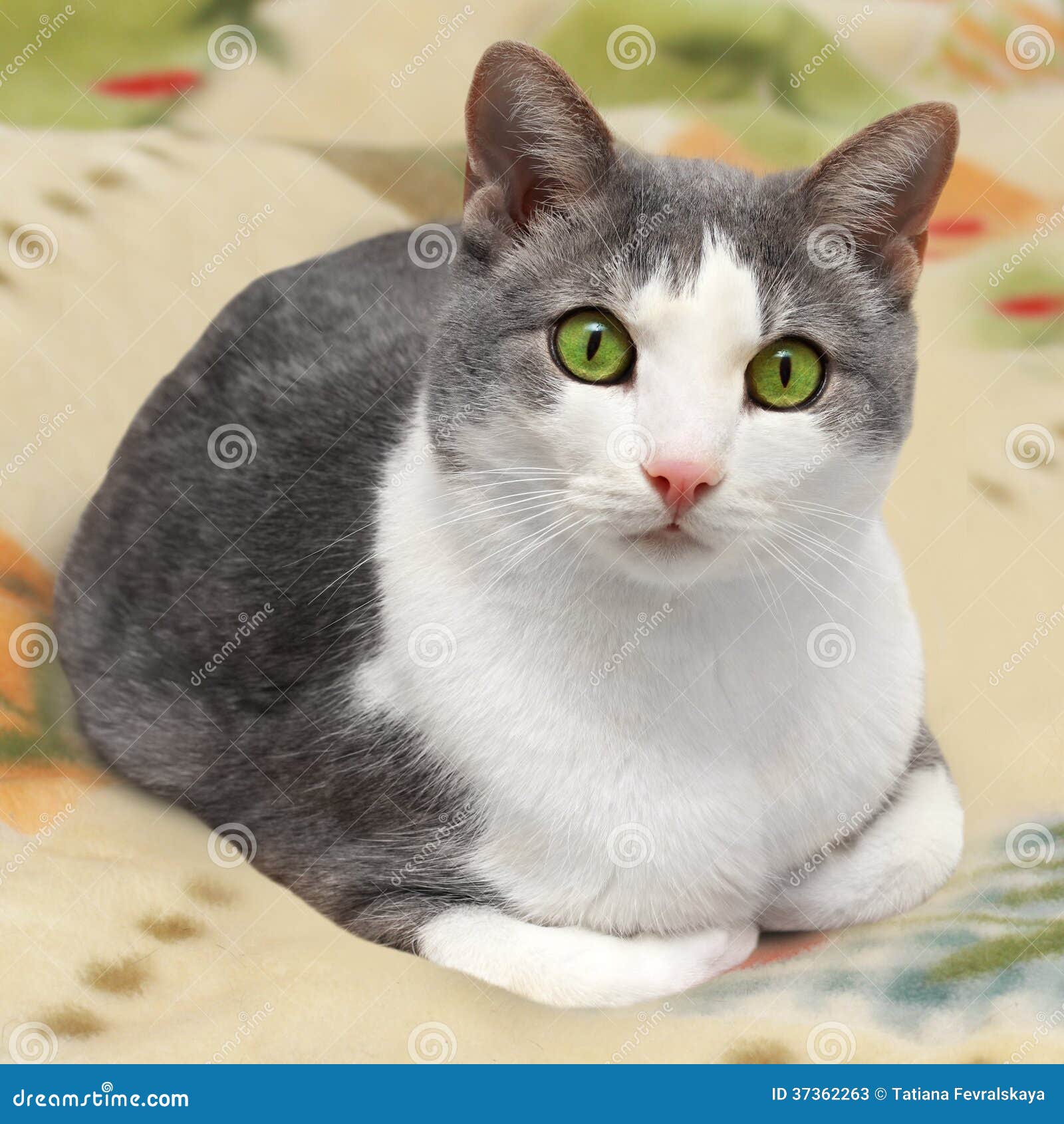 Cute Gray White Cat Lying Plaid 37362263 