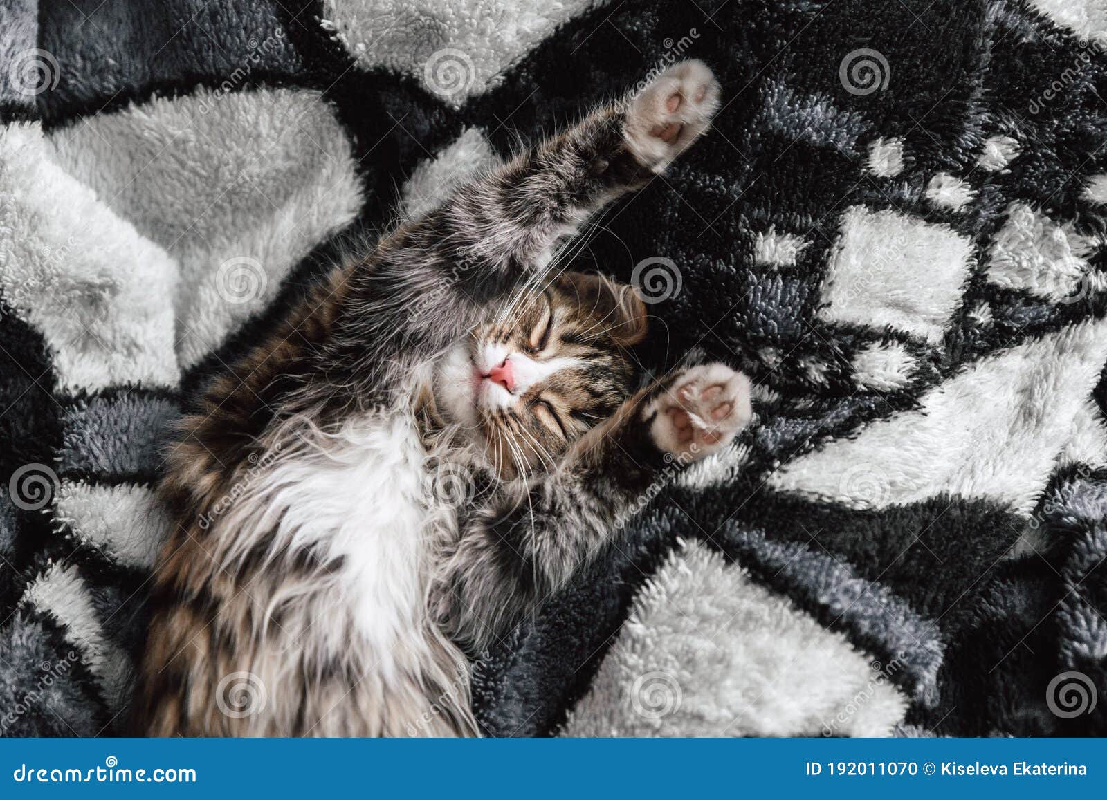 30,225 Sleeping Animals Stock Photos - Free & Royalty-Free Stock Photos  from Dreamstime