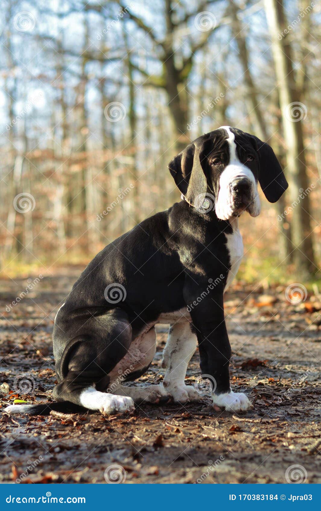 Cute Great Dane puppy stock photo. Image of doggy, cute