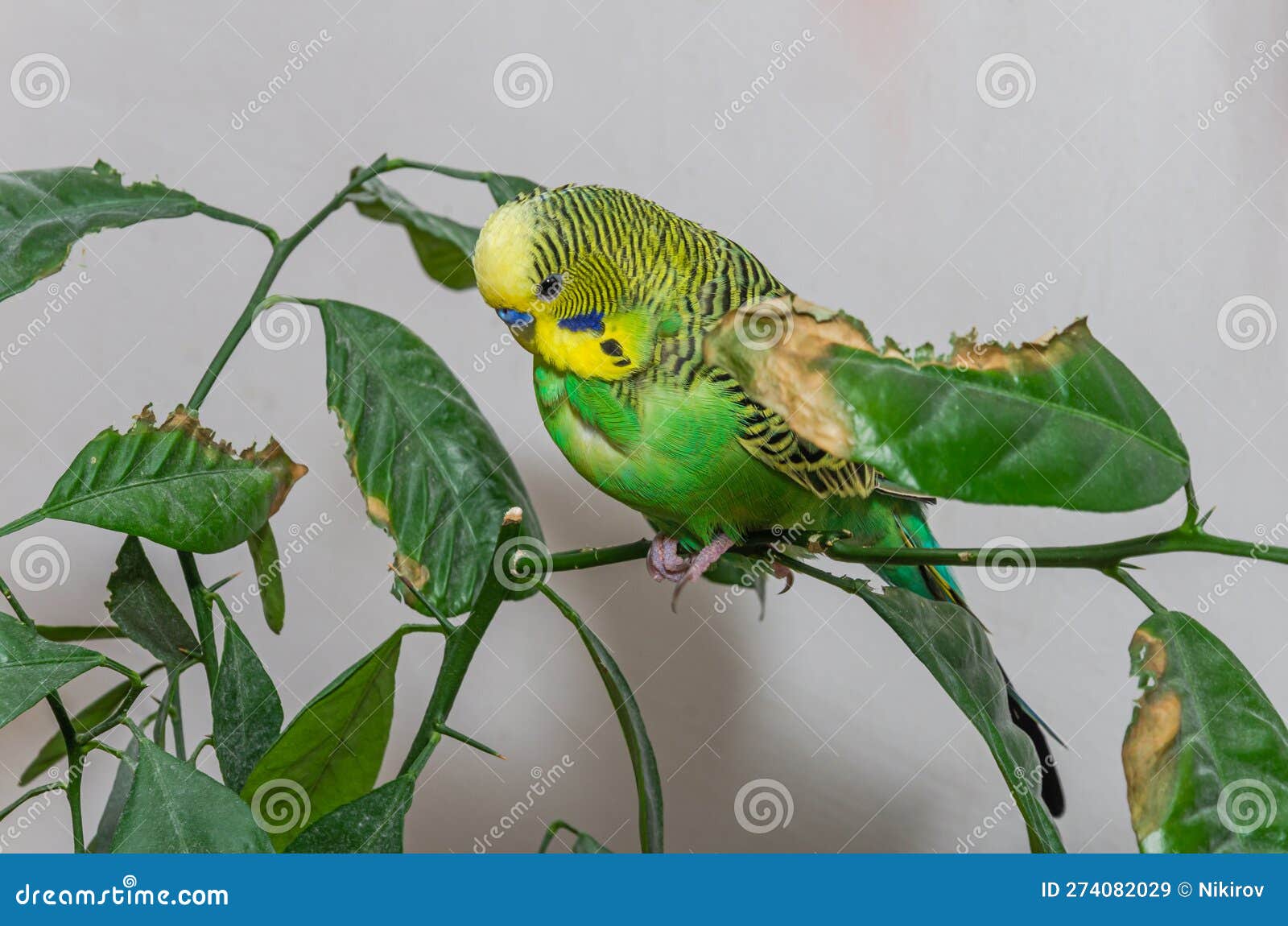 Cute Green Budgie Sits on a House Plant Stock Image Image of house, looking 274082029