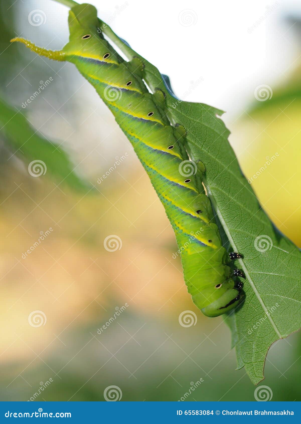 Cute Green Caterpillar Larva Worm in Nature Stock Photo - Image of close,  hornworm: 65583084