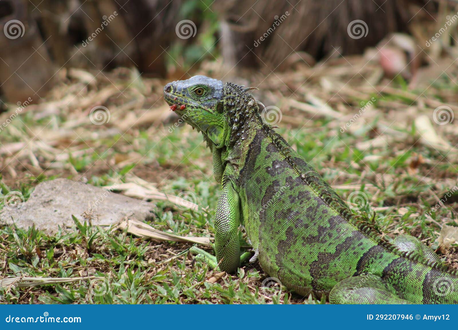 cute green iguana, with his last meal still left of his lips!
