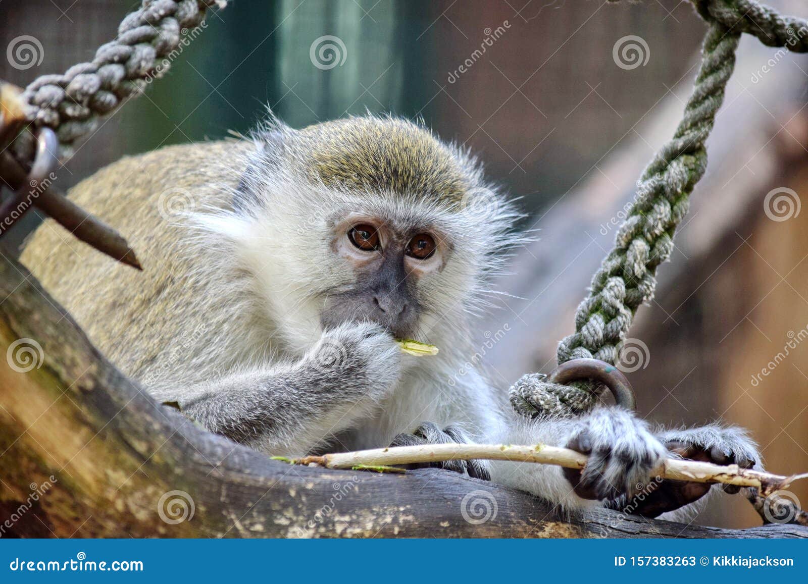 Cute Green Monkey Eating Branch Stock Image Image of animal, feeding