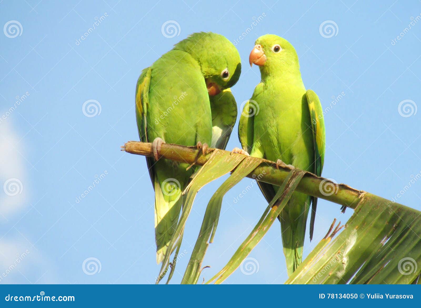 Cute Green Parrot on the Tree Stock Photo - Image of cute, bill ...