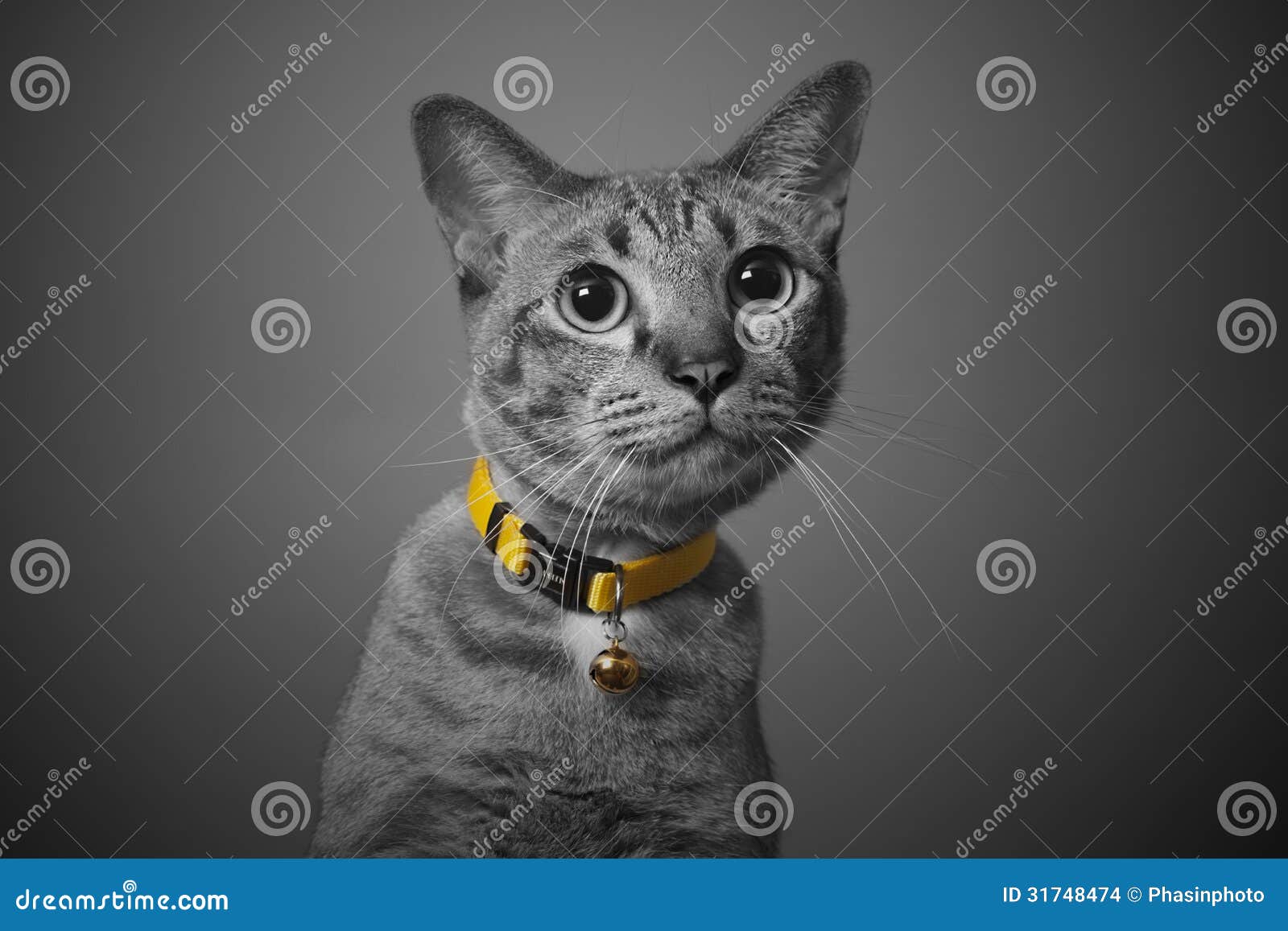 grey cat collar