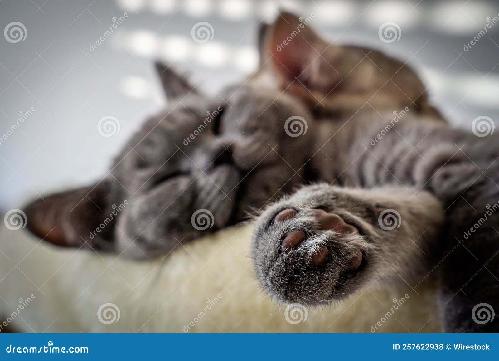 Cute Grey Cat Sleeping on a Bed Stock Photo Image of fluffy, adorable