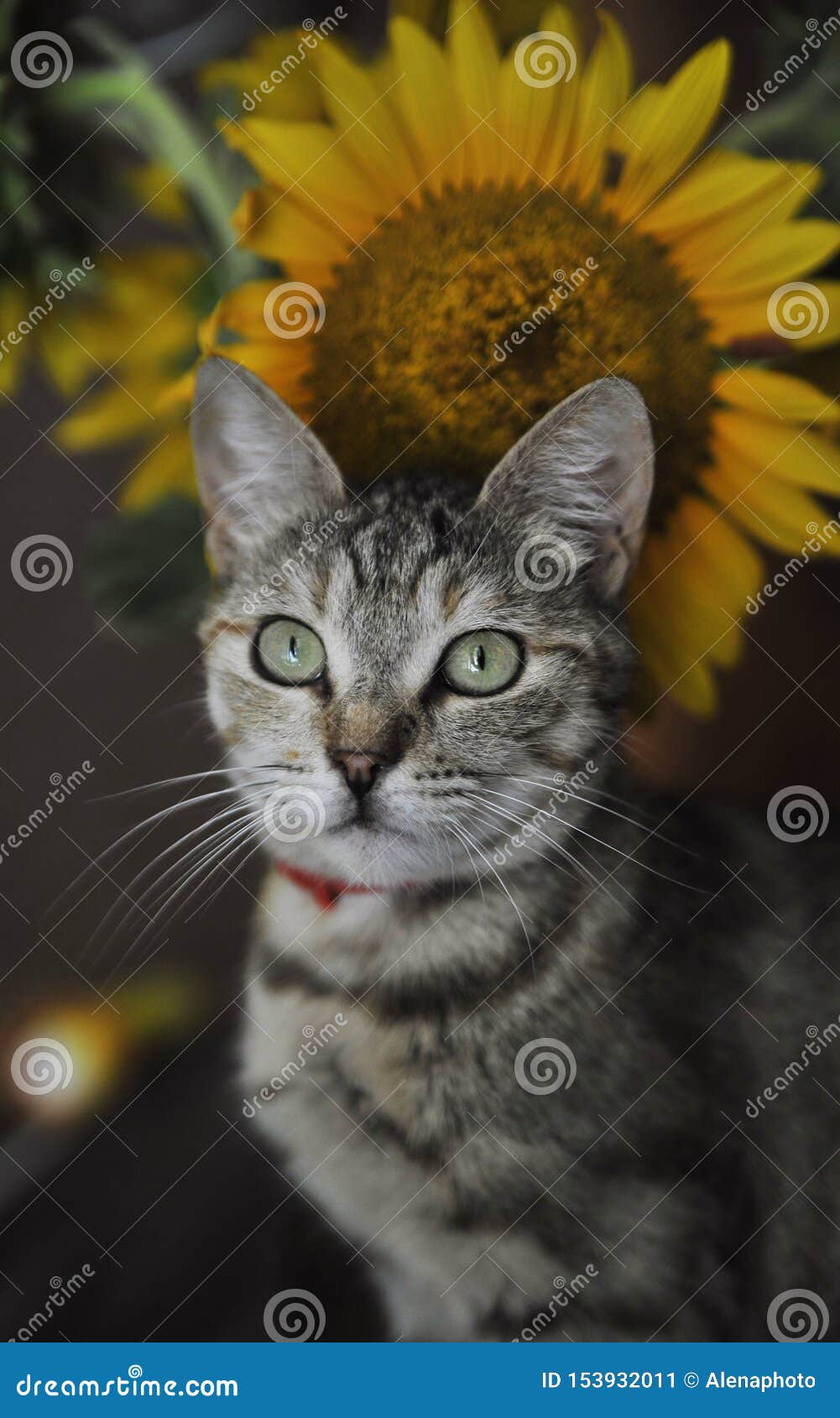 Cute Grey Cat with Sunflower. Stock Image Image of striped, young